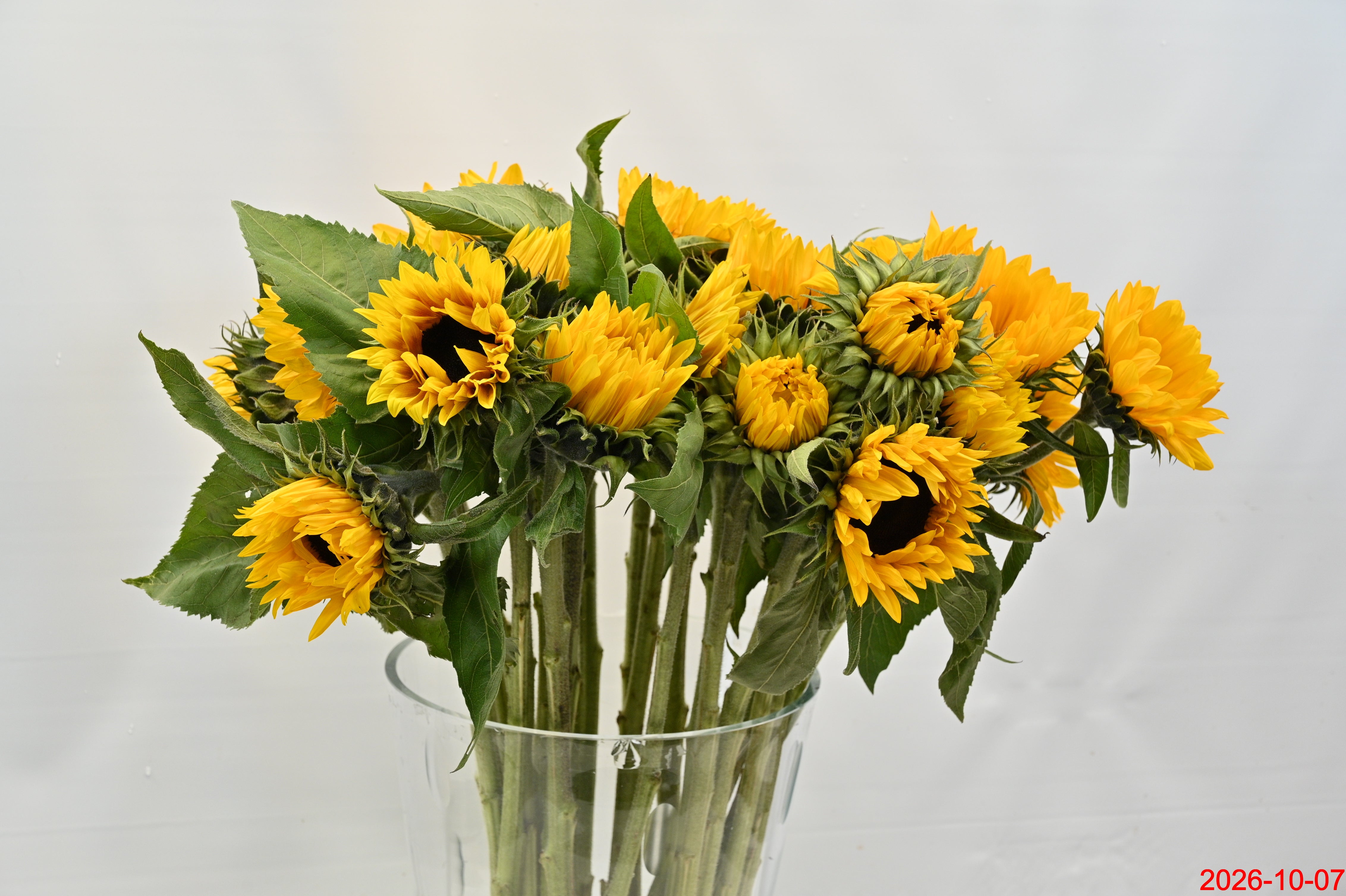 SUNFLOWER ASSORTED Large