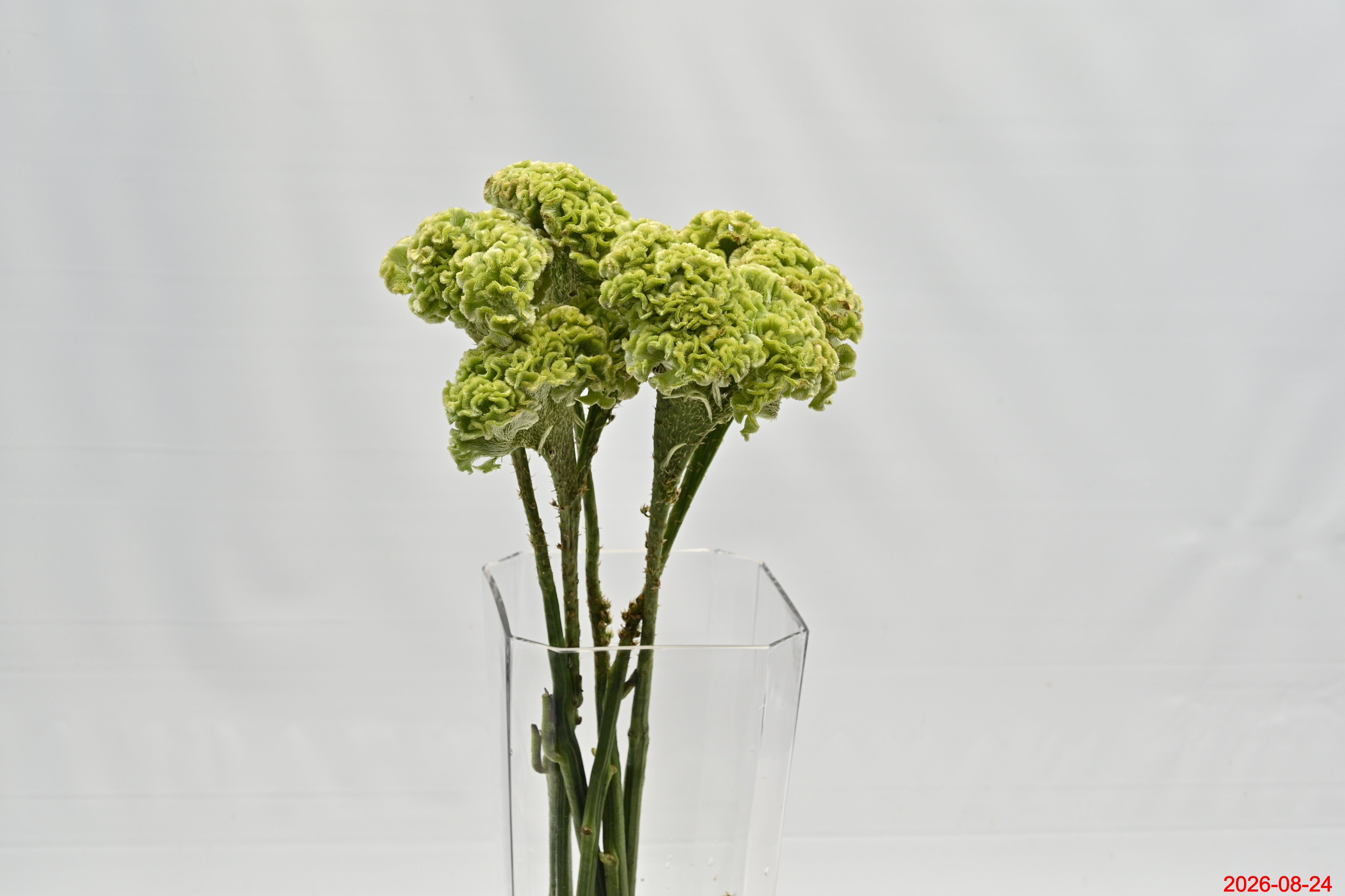 Celosia Green Fan Large