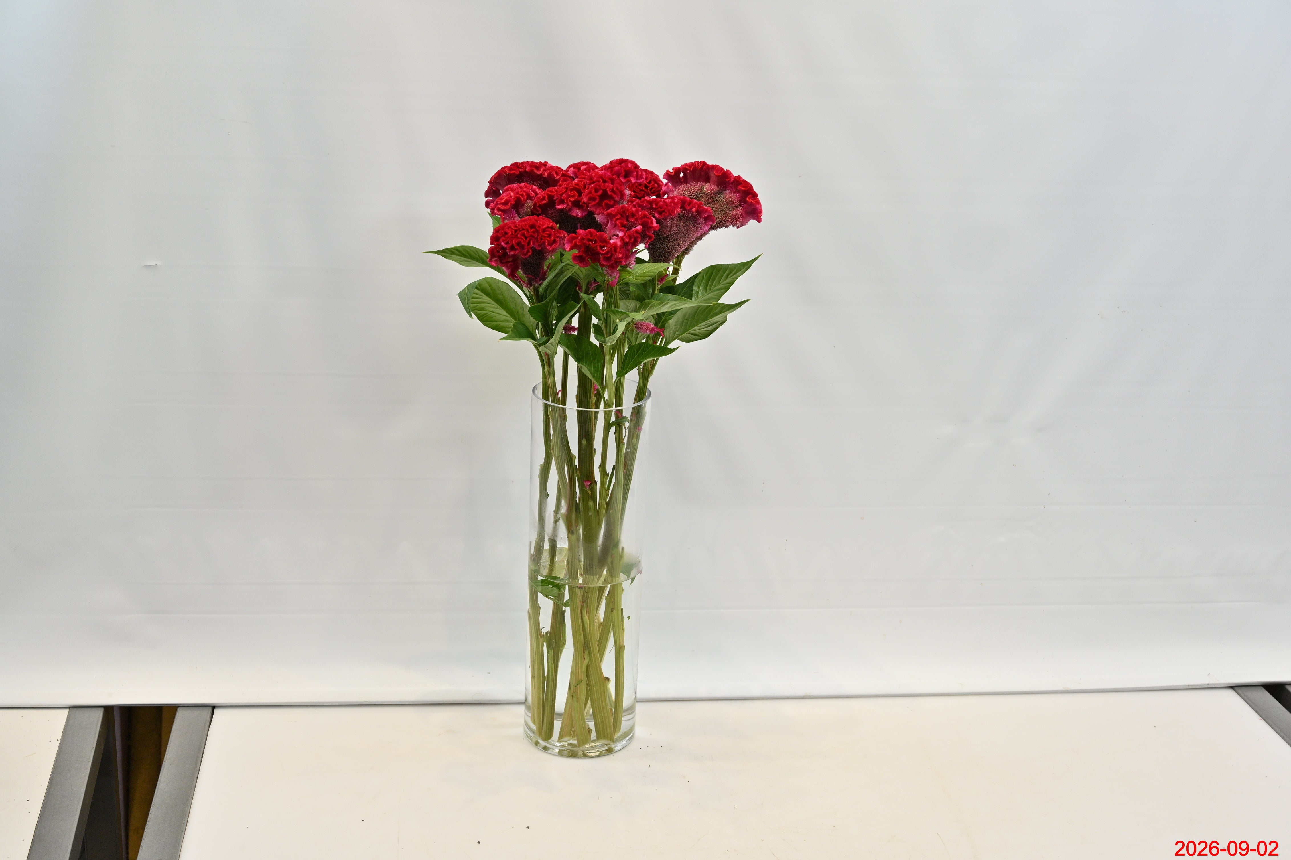 CELOSIA HOT PINK Large
