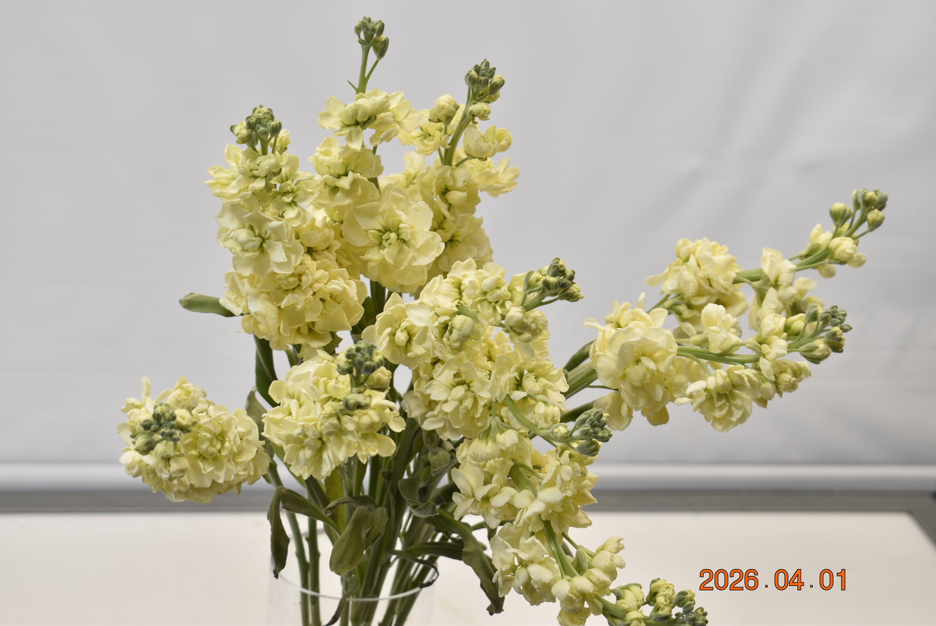 STOCK YELLOW CREAM Large