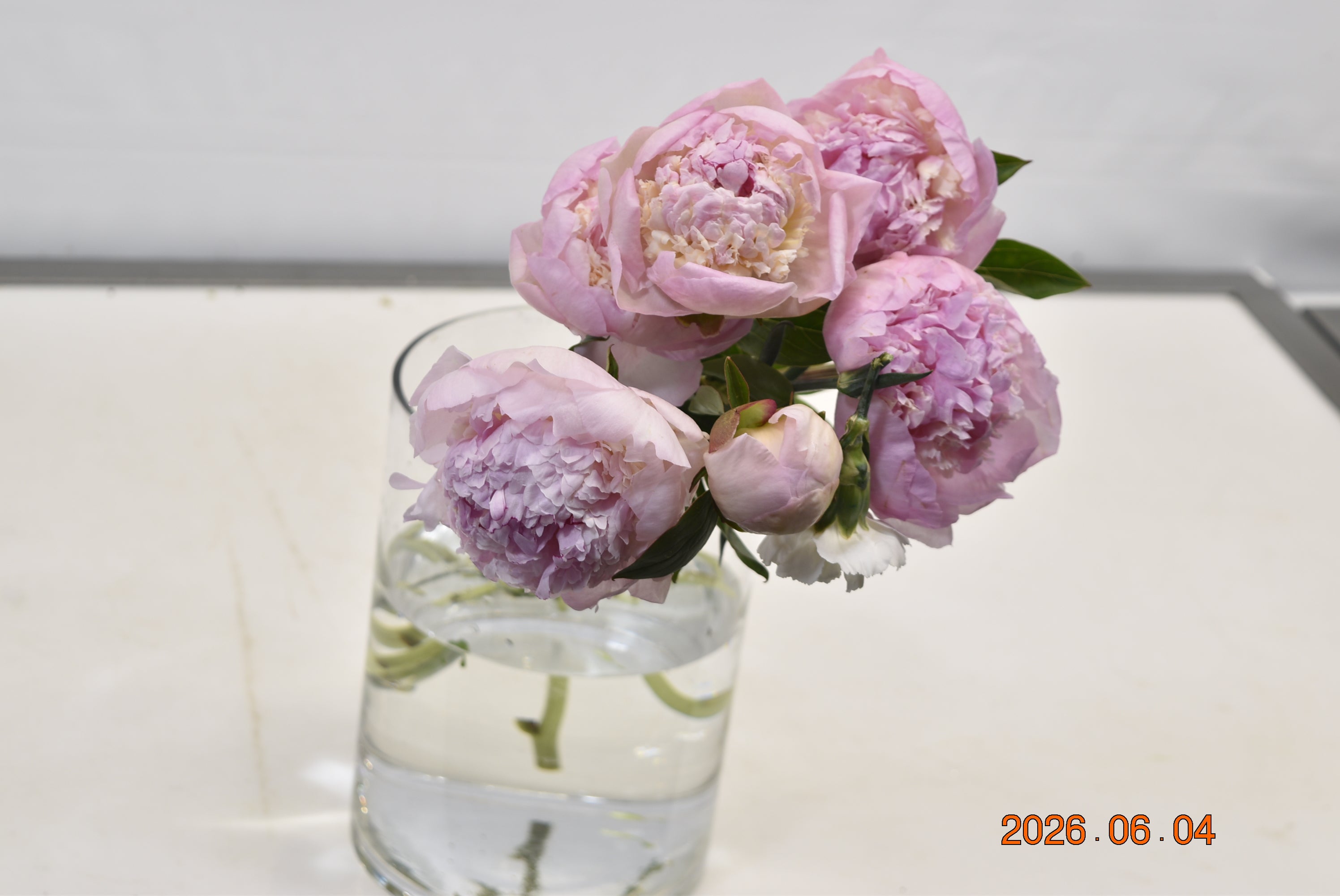 Peony Angel Cheeks Large