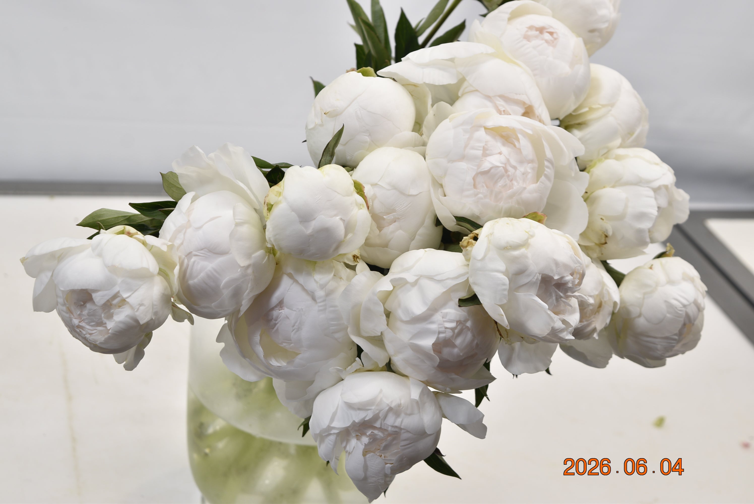 Peony Claude Tain Large