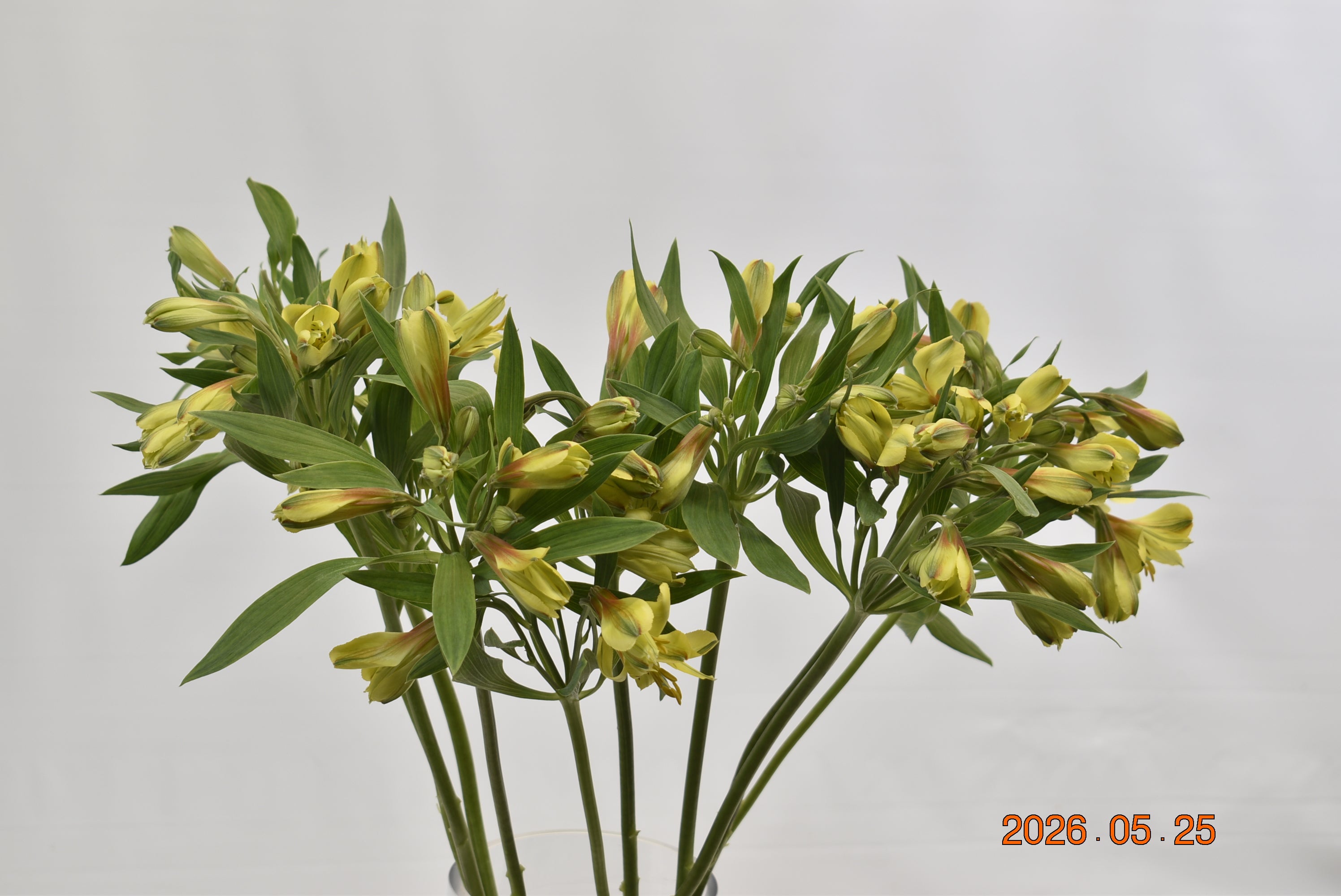 ALSTROEMERIA CARIBBEAN Large