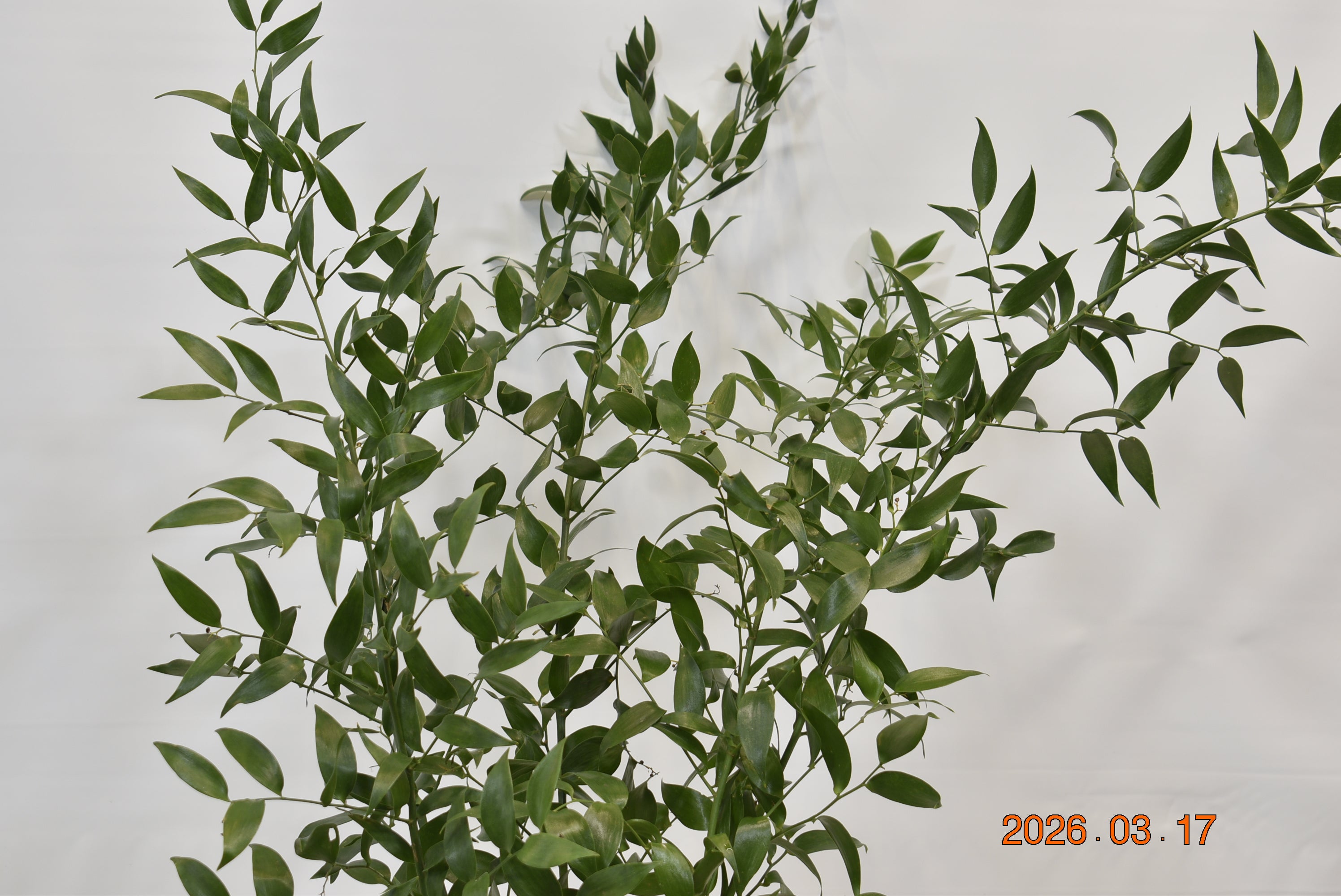 RUSCUS ITALIAN 10 STEM SHORT Large