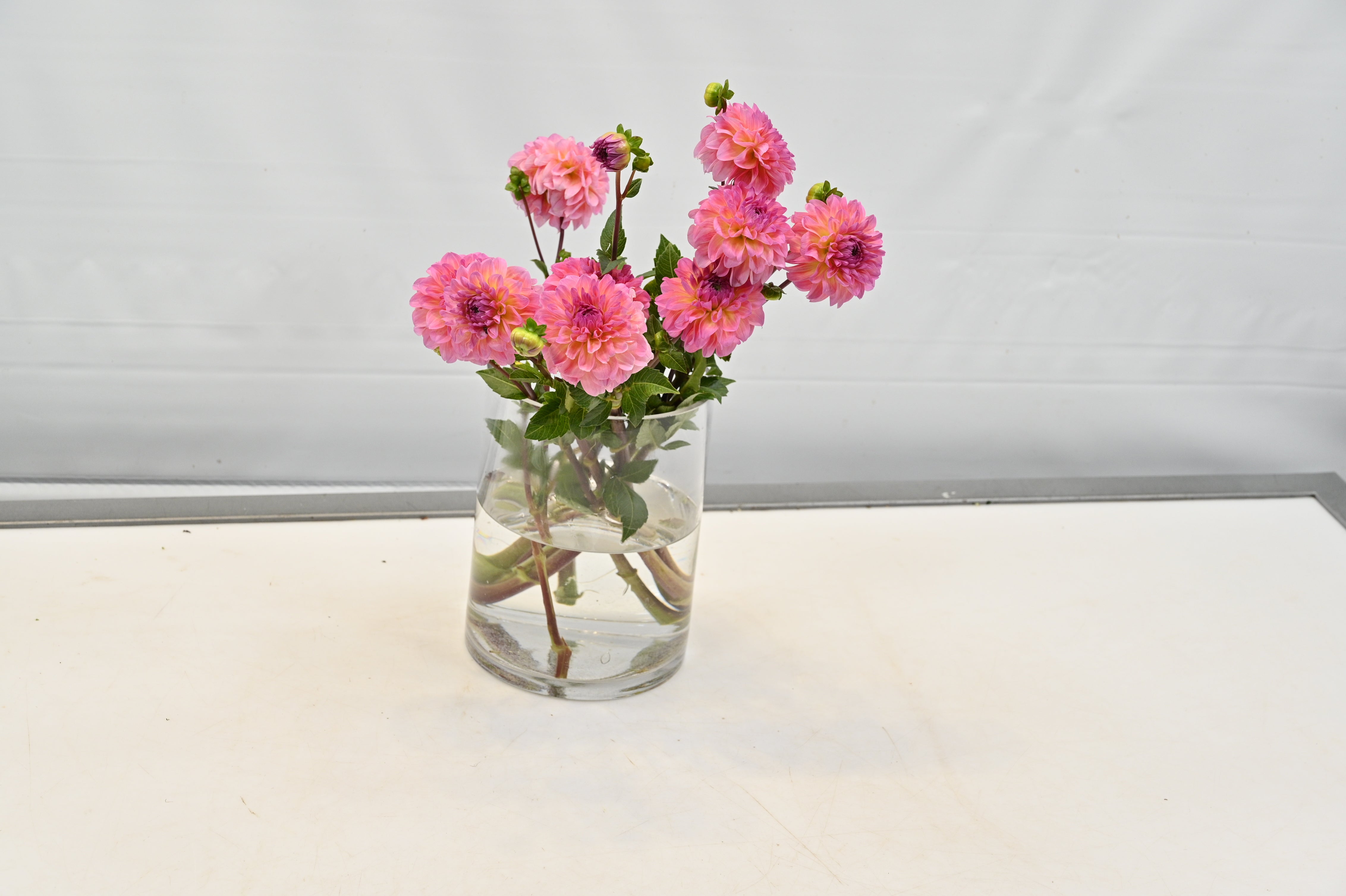 DAHLIA SALMON BALL Large