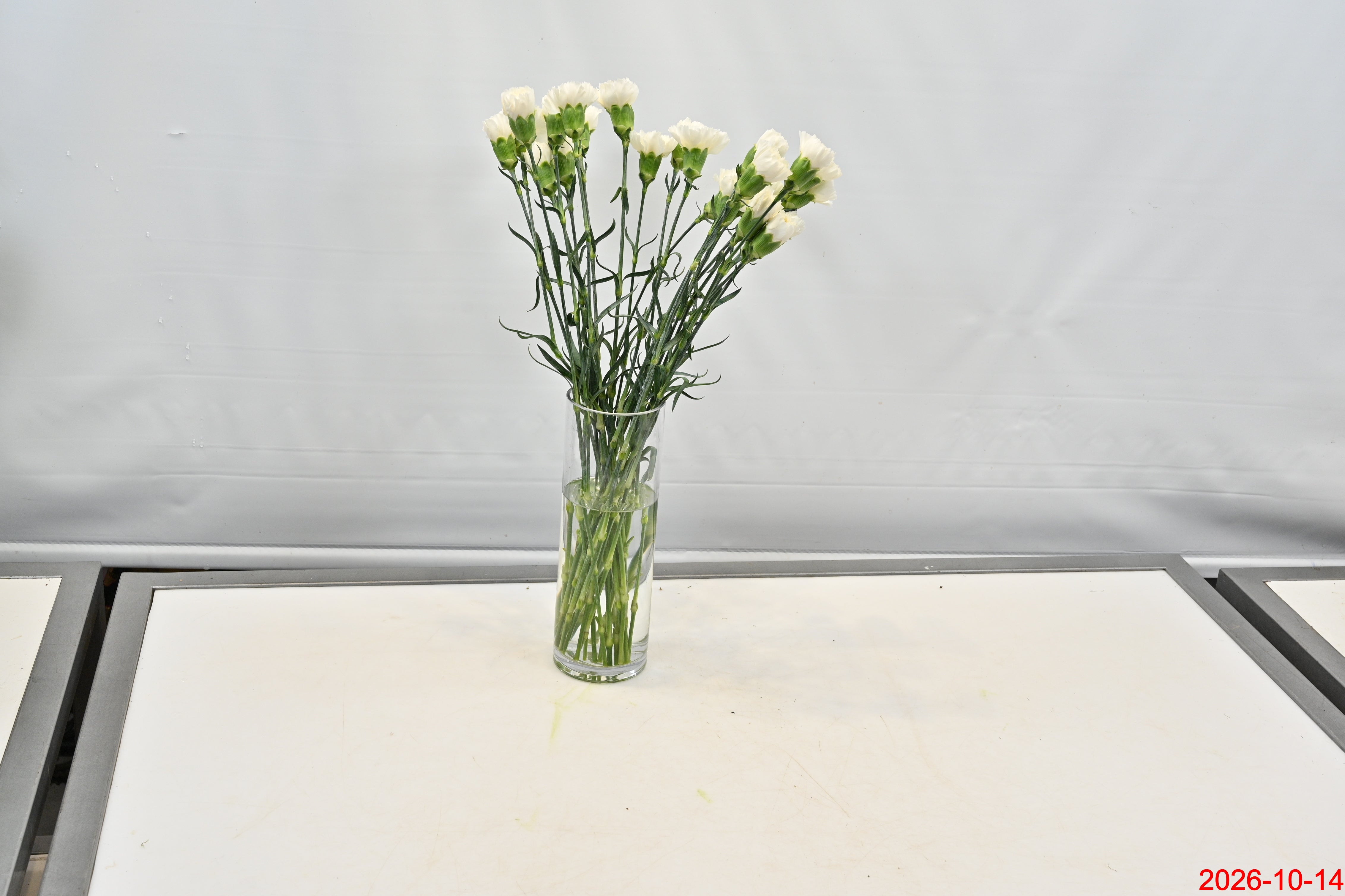 CARNATION WHITE Large