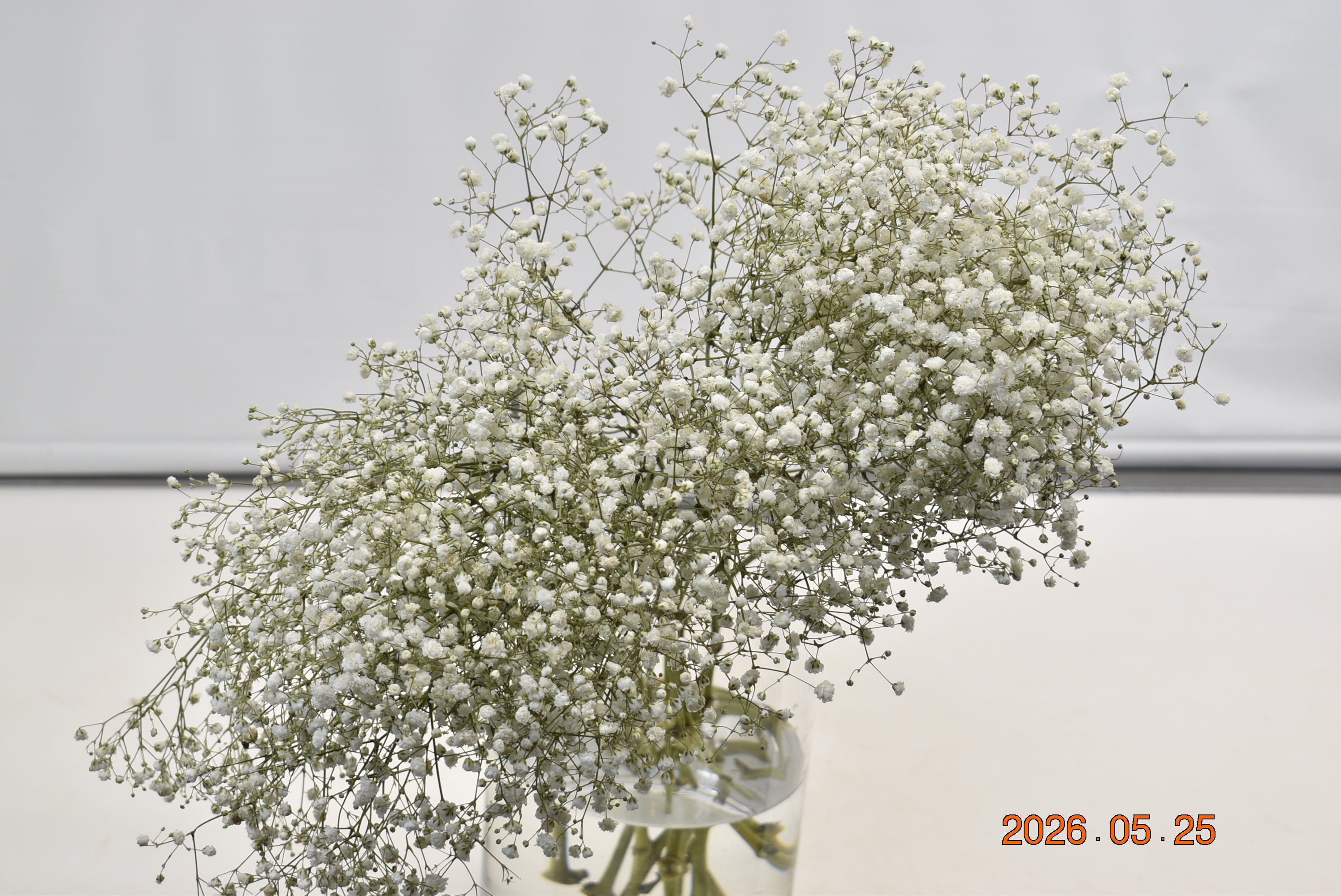 GYPSOPHILA WHITE 250G Large
