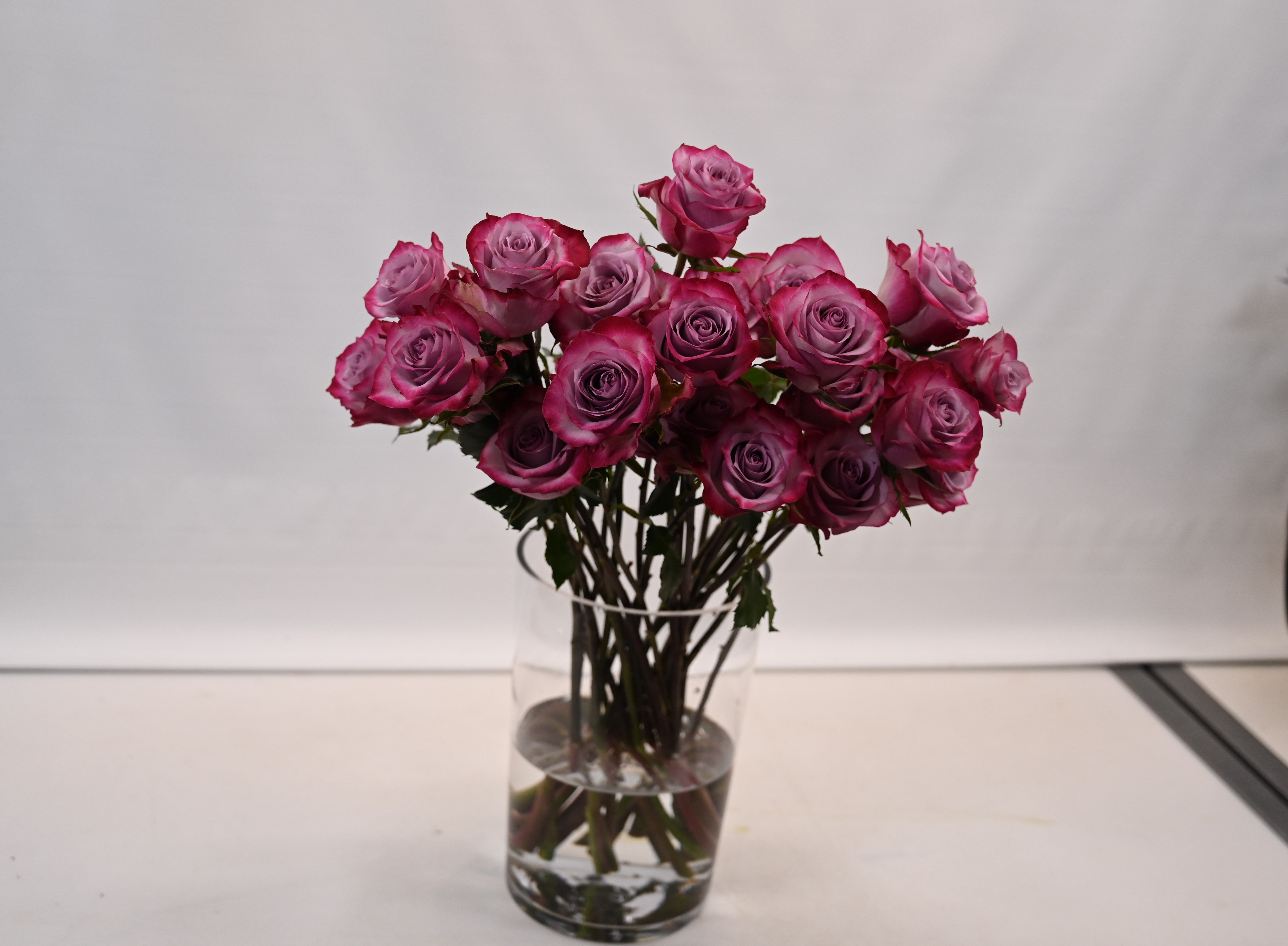 ROSE DEEP PURPLE Large