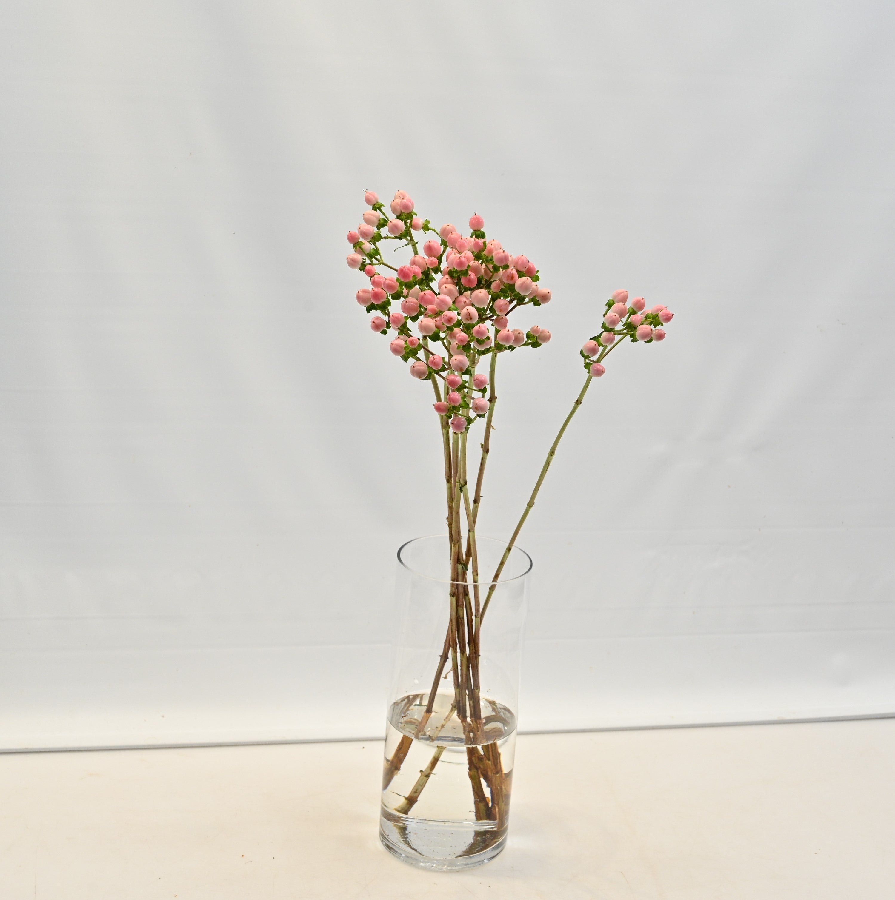 HYPERICUM COCO CASINO Large