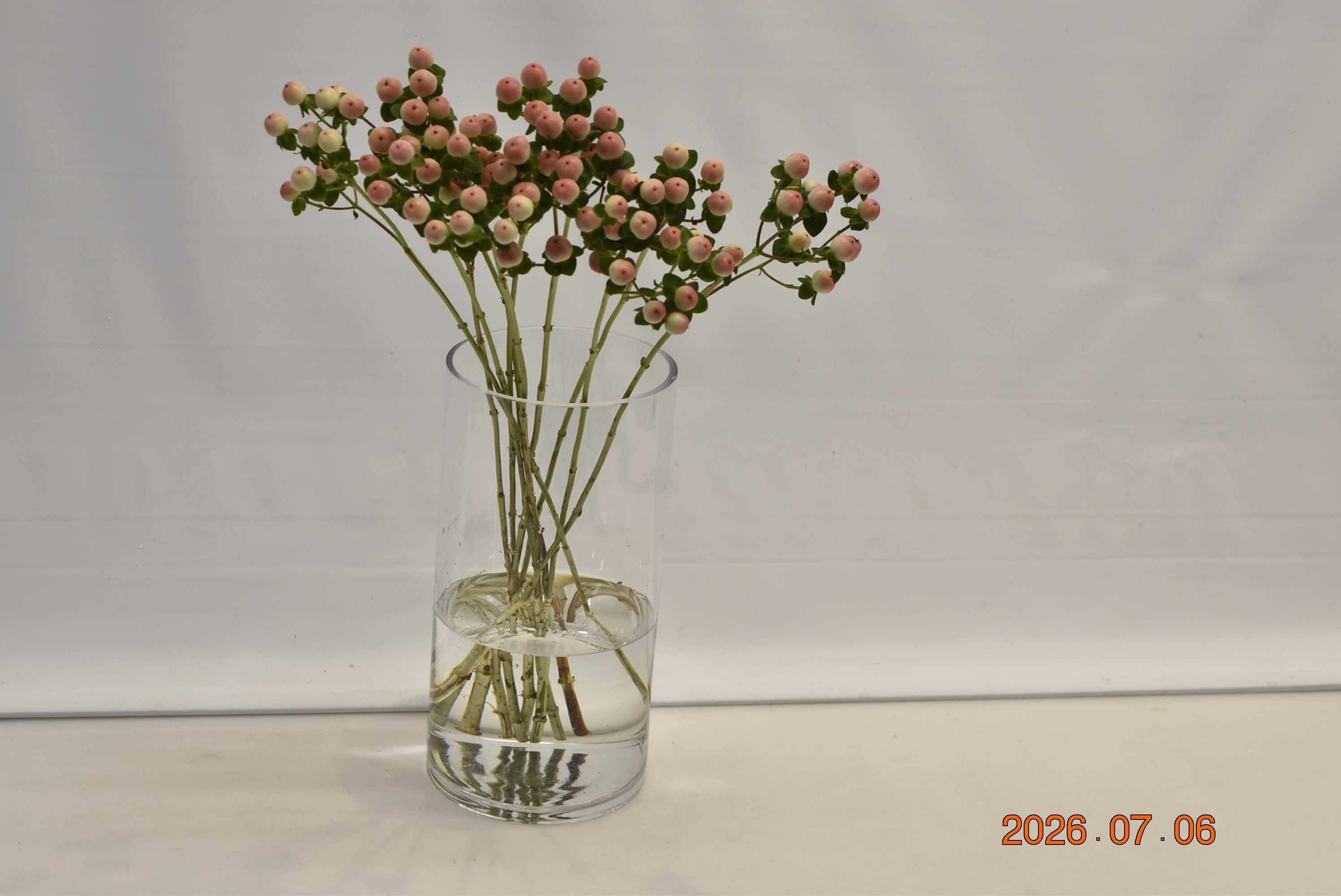 HYPERICUM COCO CASINO Large