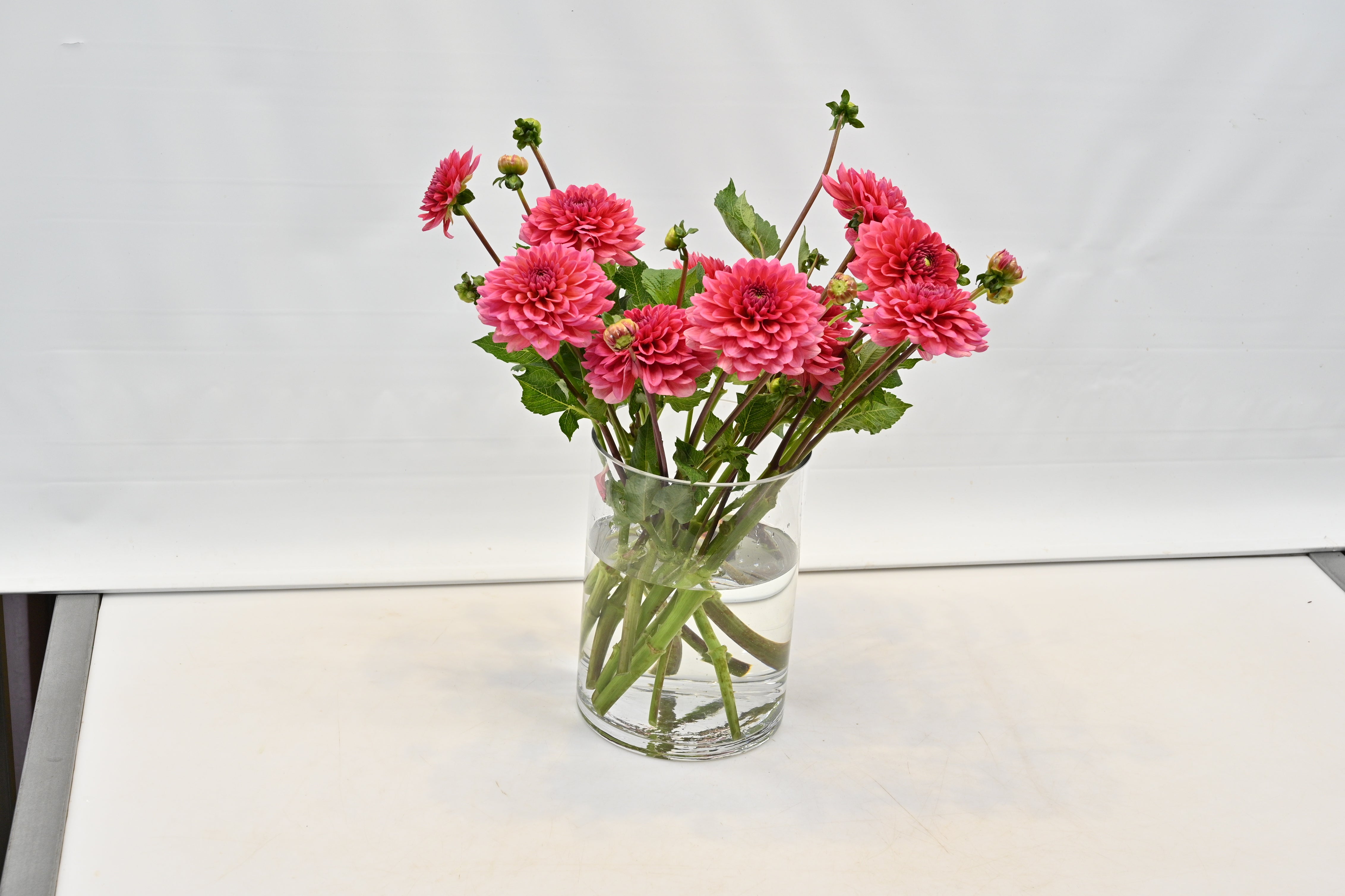 DAHLIA PINK Large