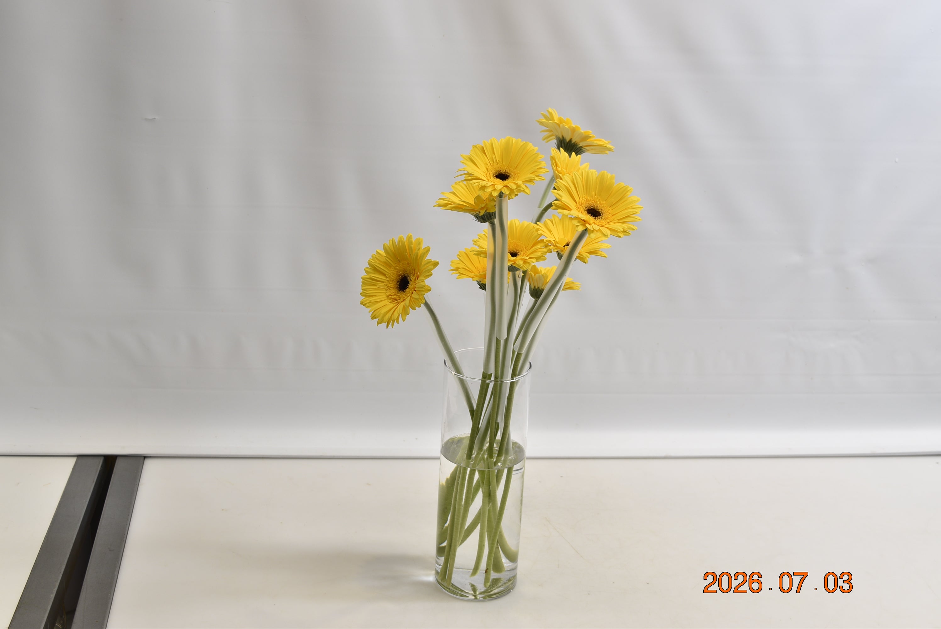 GERBERA MALONE Large