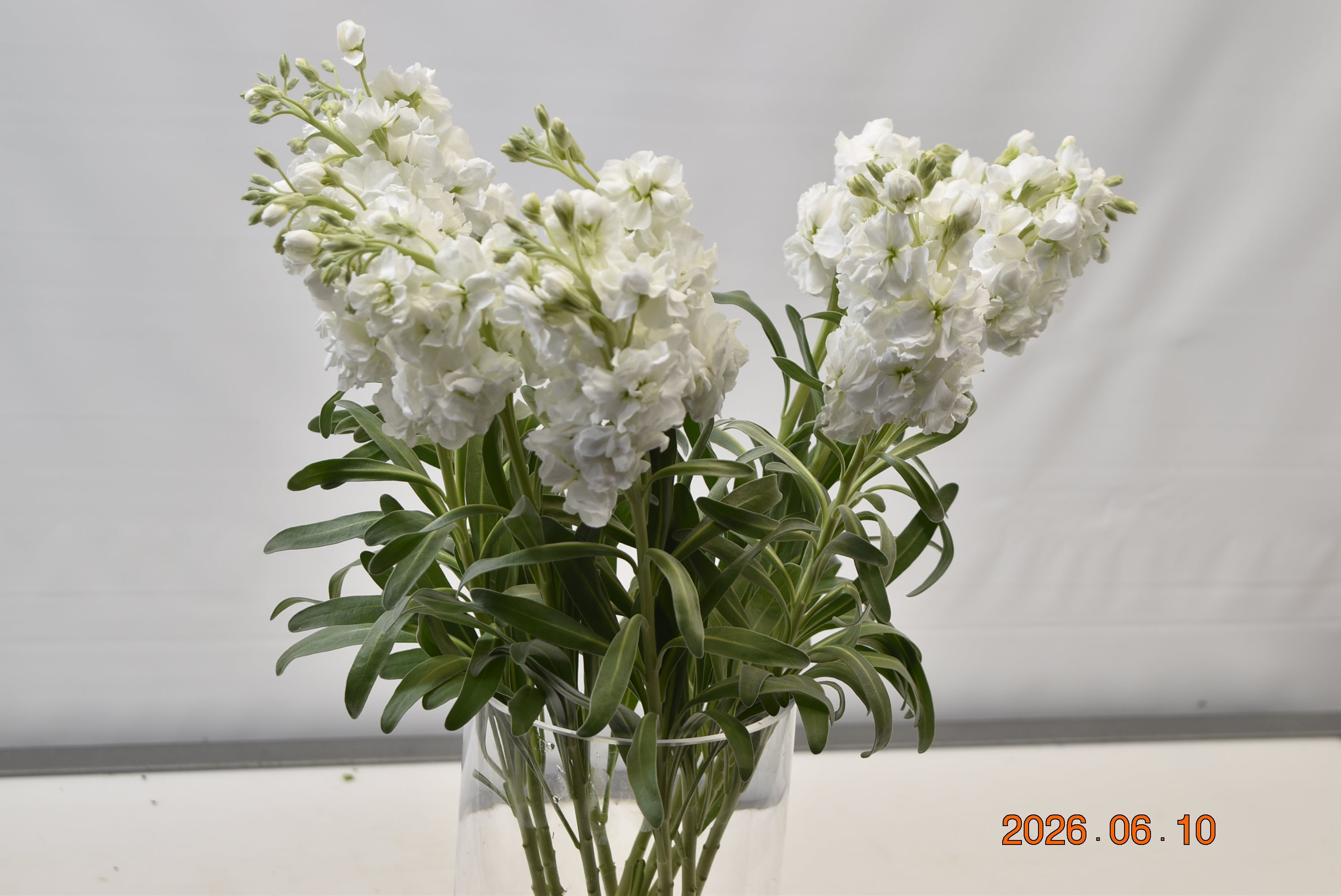 STOCK WHITE Large
