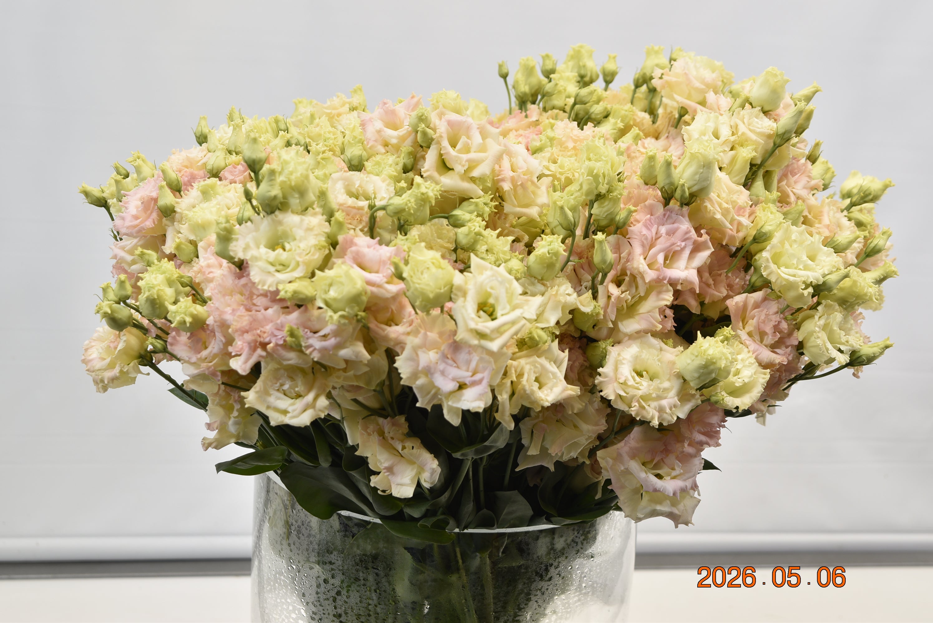Lisianthus Dbl Alissa Champagne Large