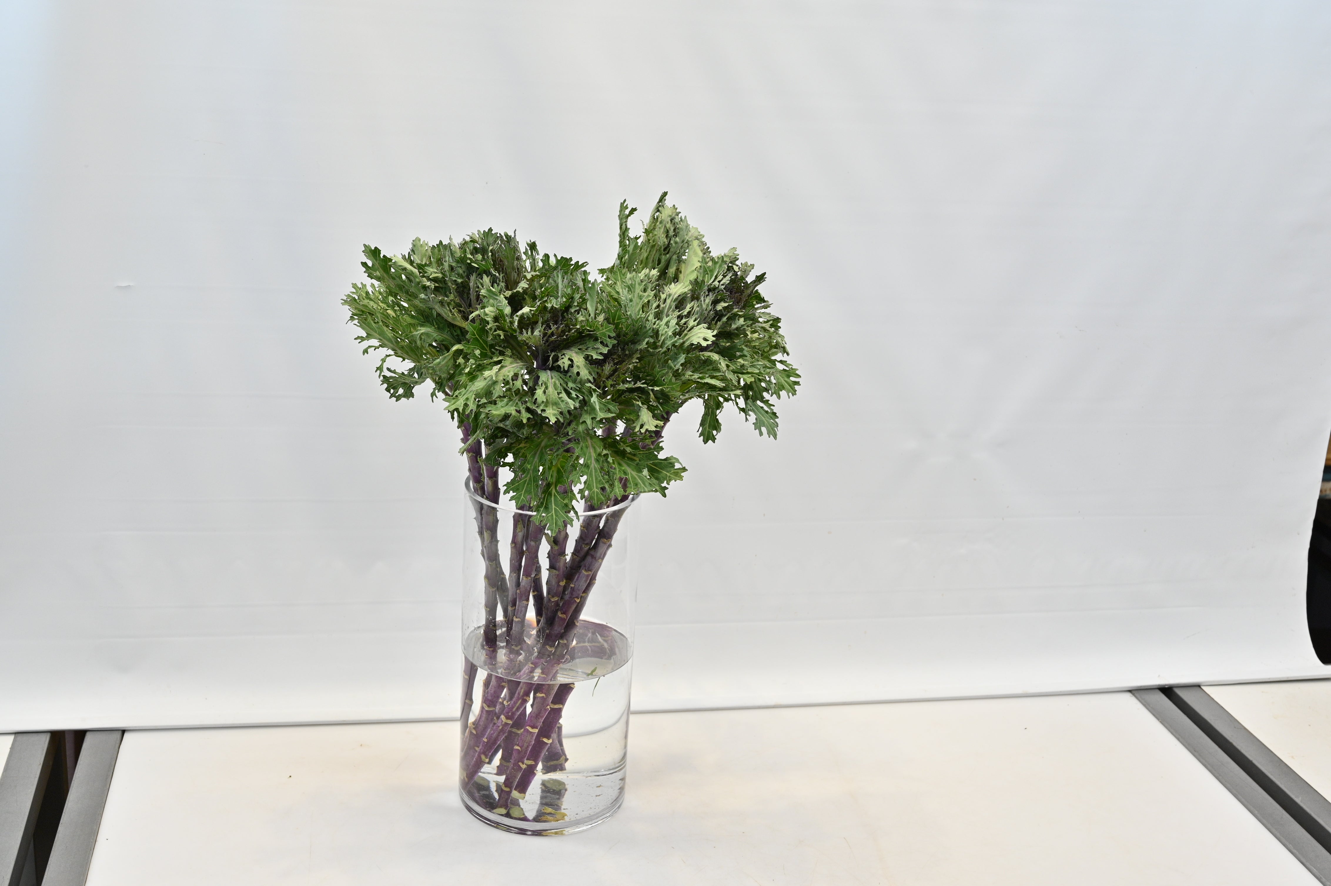 Kale Green Curly Large