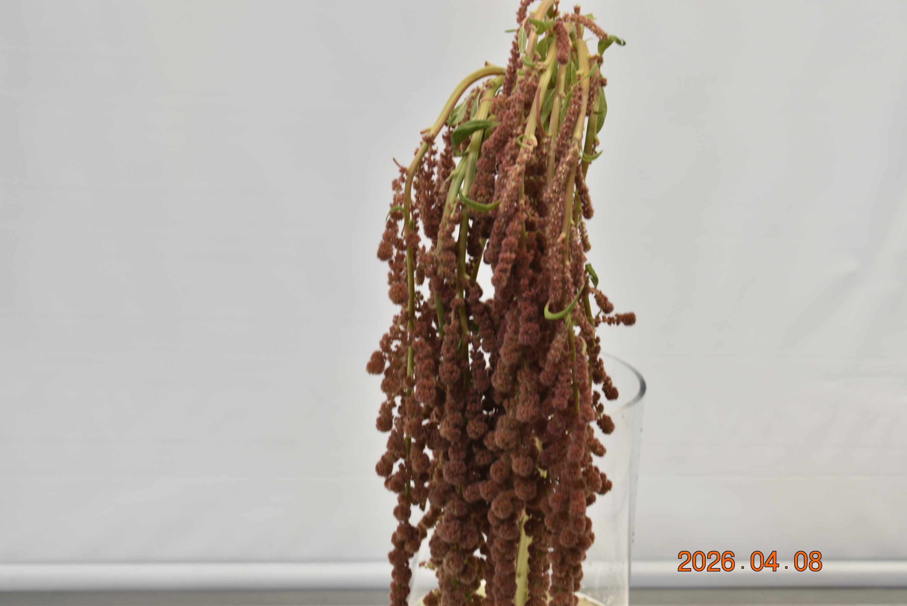 Amaranthus Dick W Manon Large
