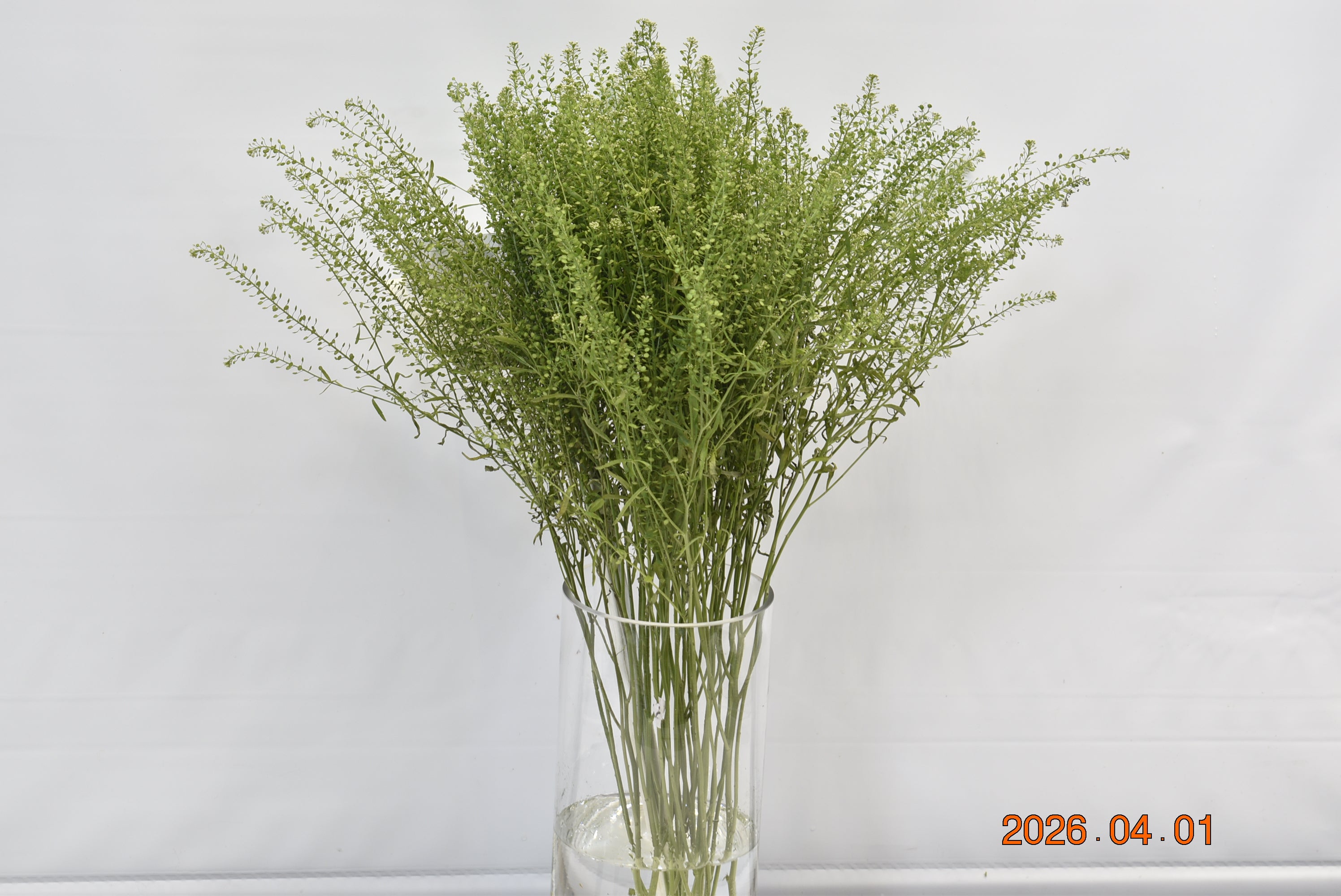 THLASPI Large