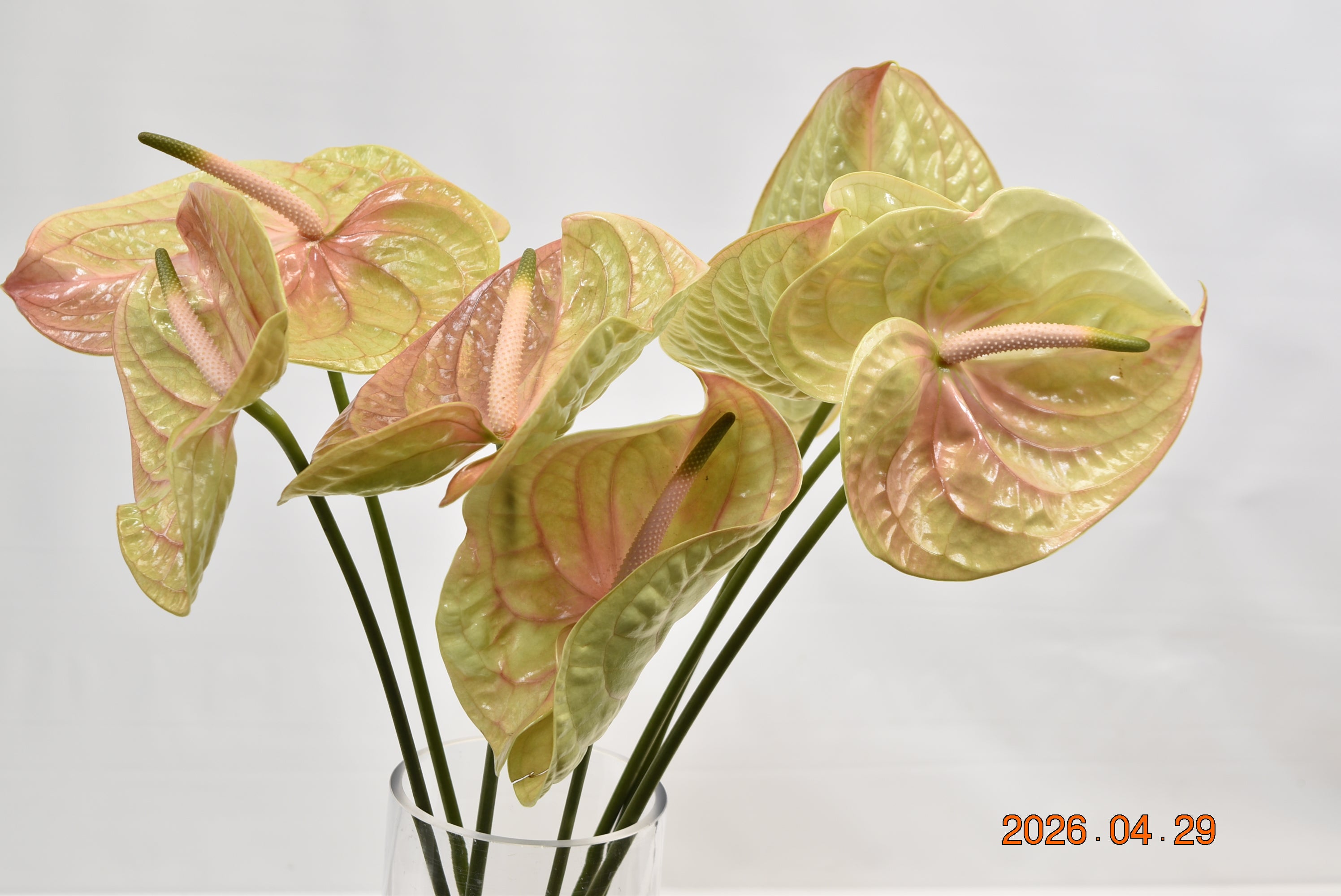 Anthurium Cognac Large