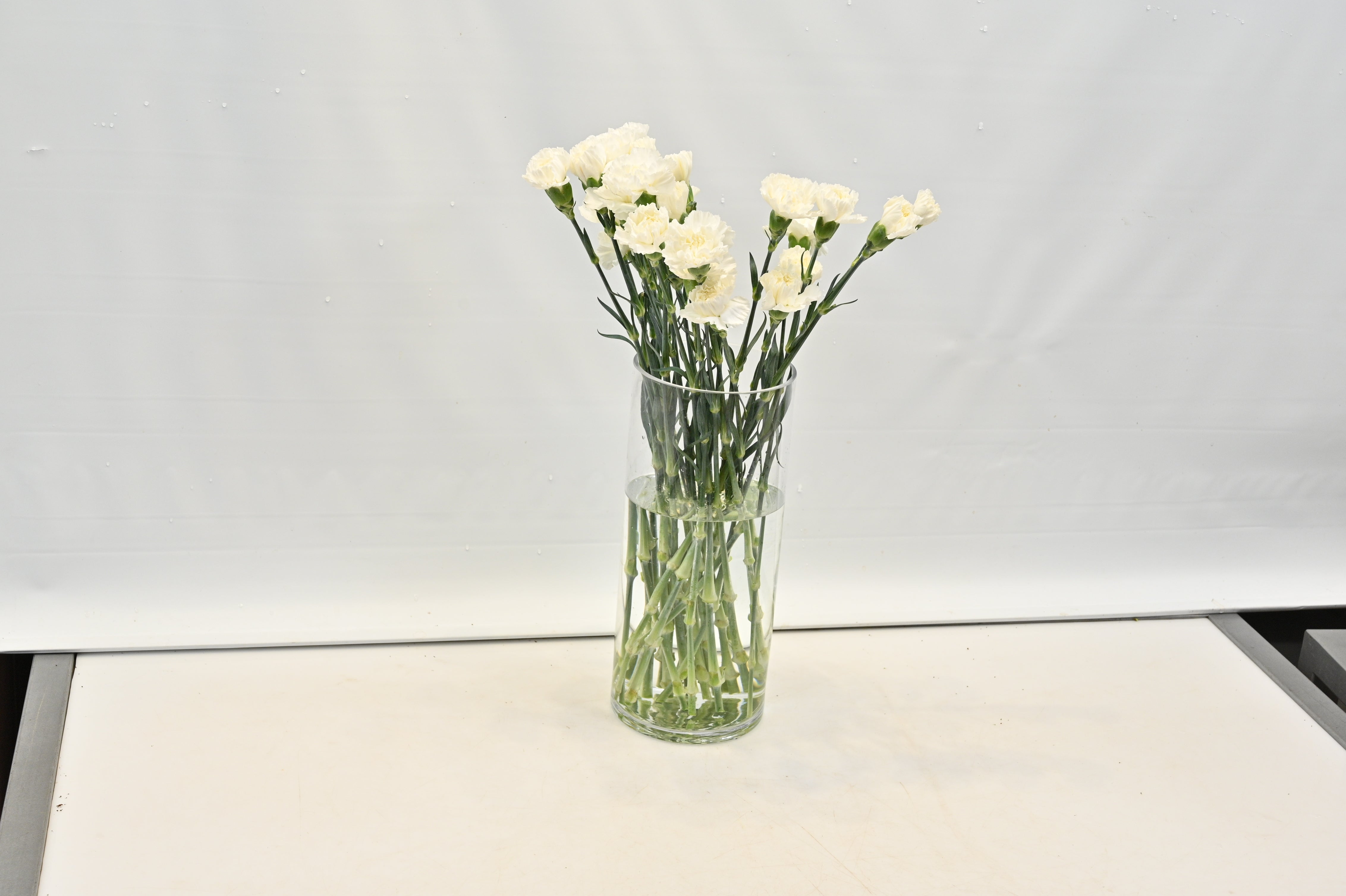 CARNATION WHITE Large