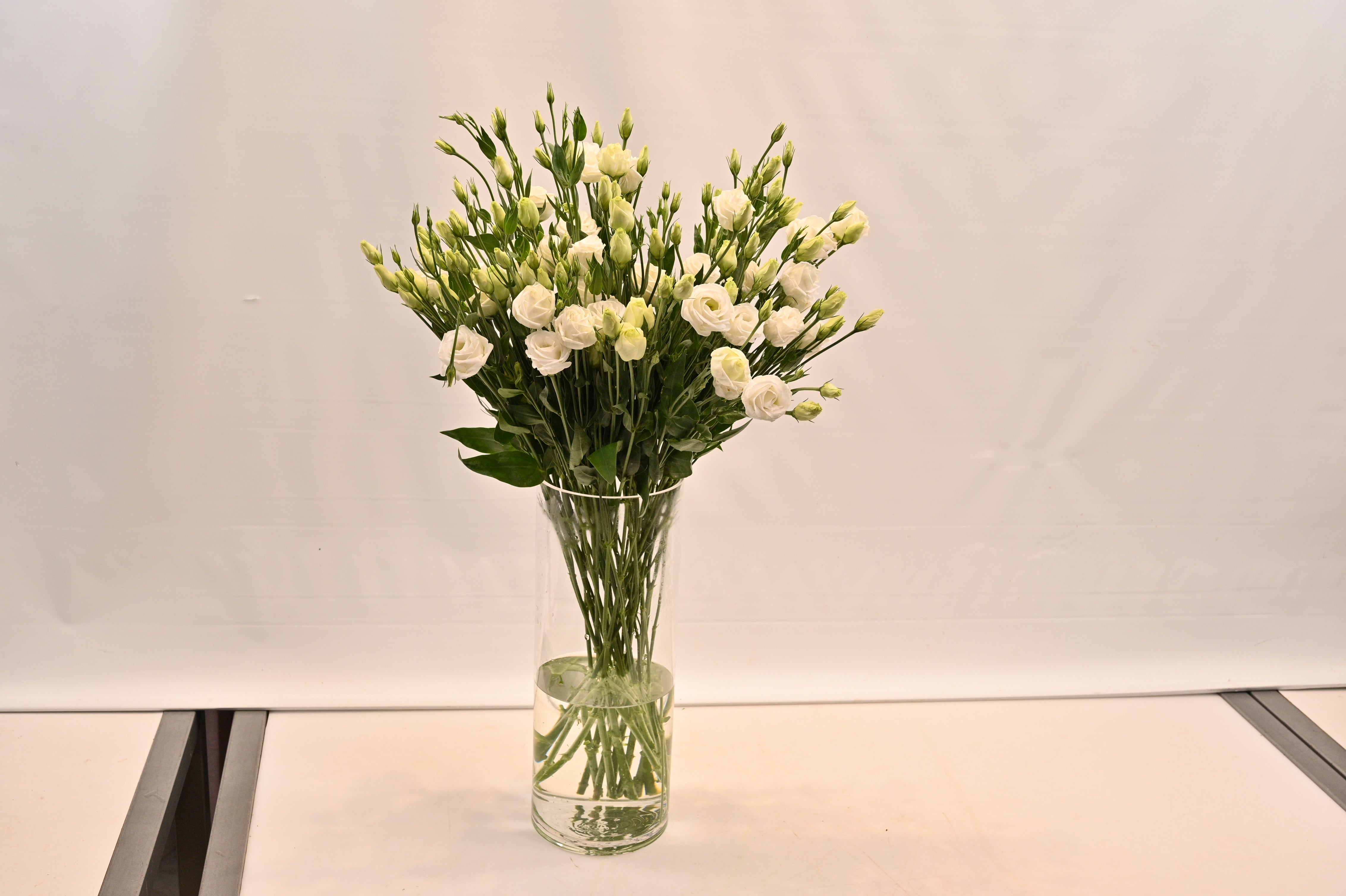 LISIANTHUS DBL WHITE Large