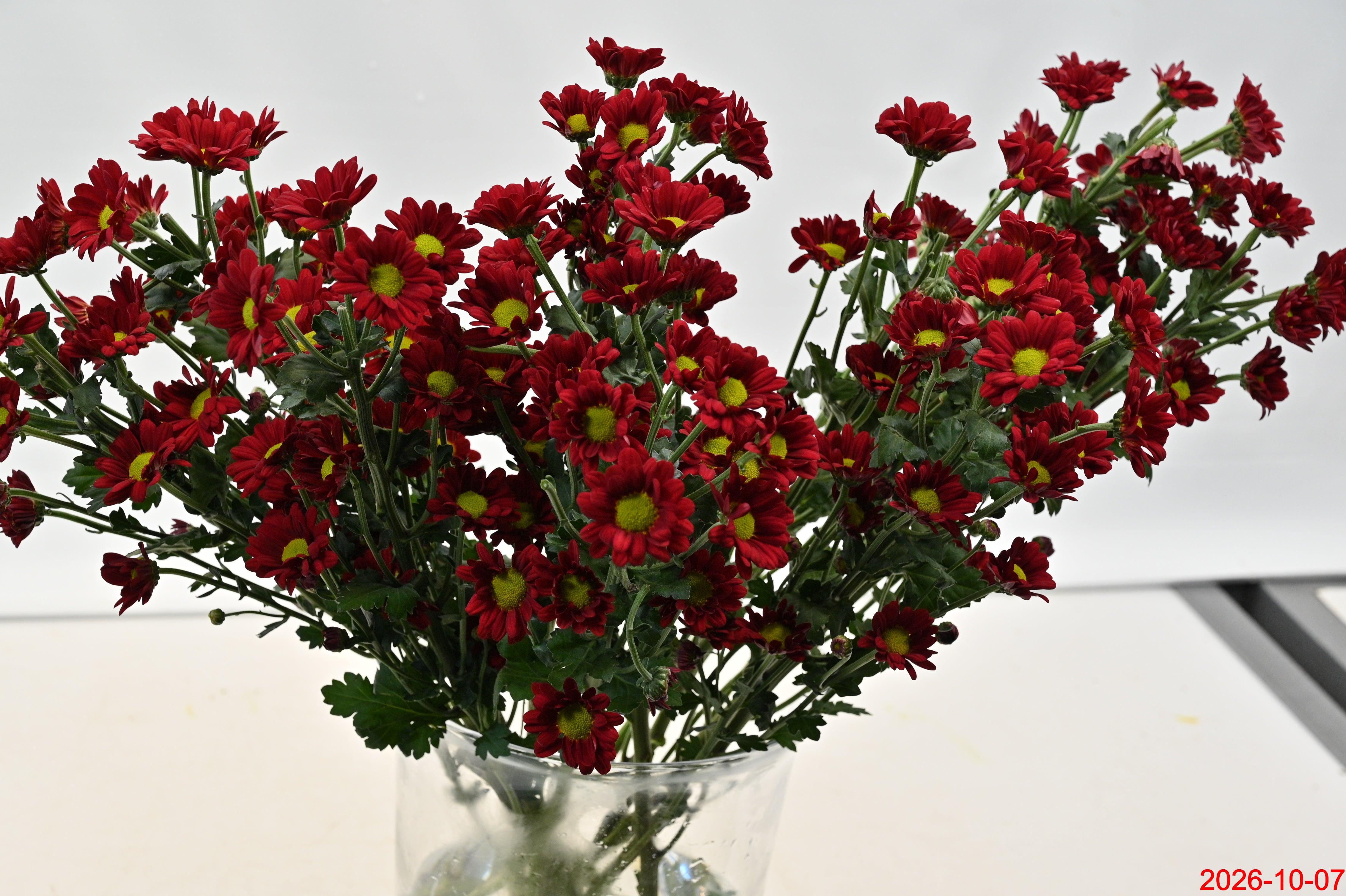 CHRYSANTHEMUM ASSORTED Large
