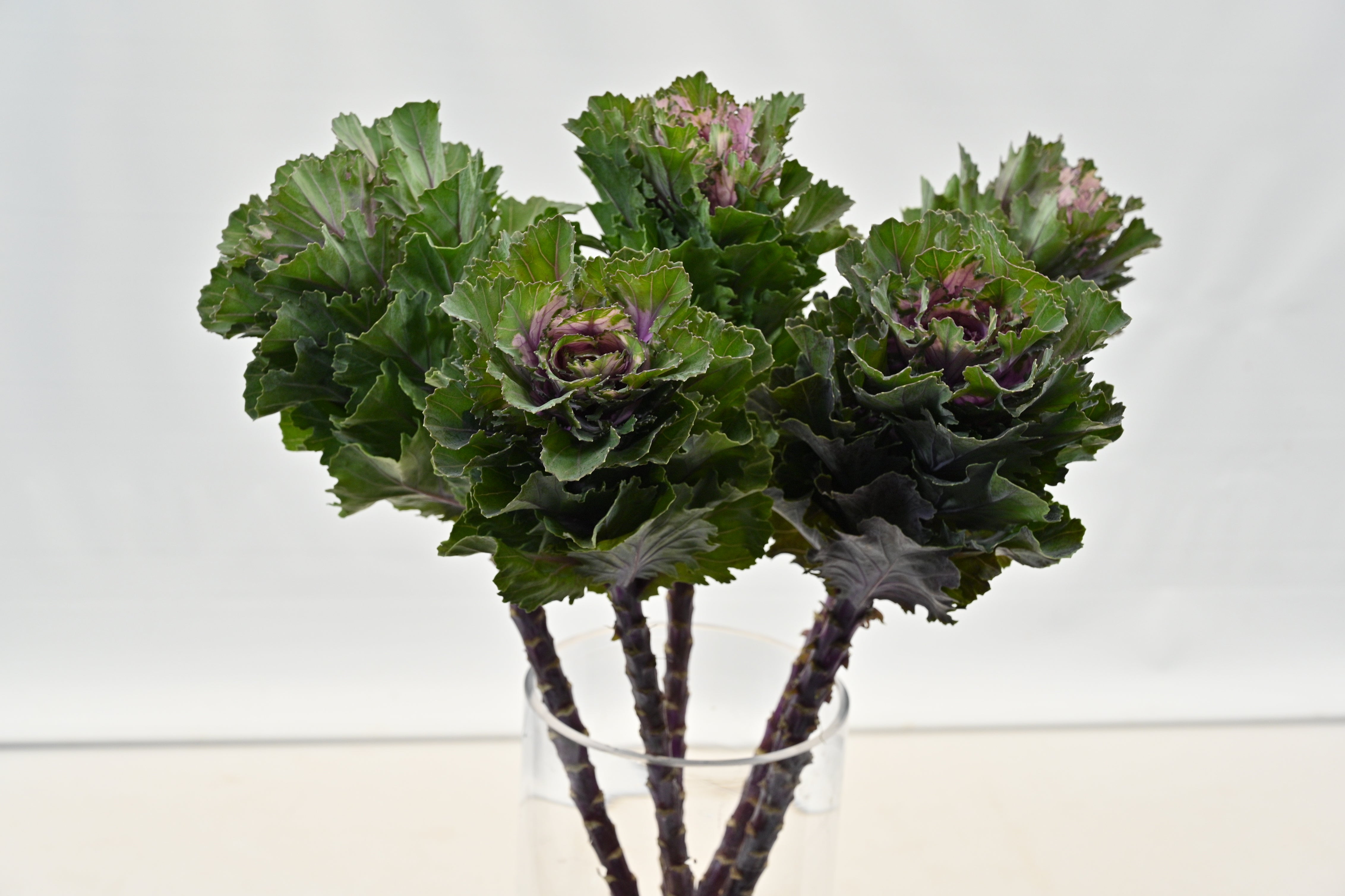 KALE PEACOCK PURPLE Large