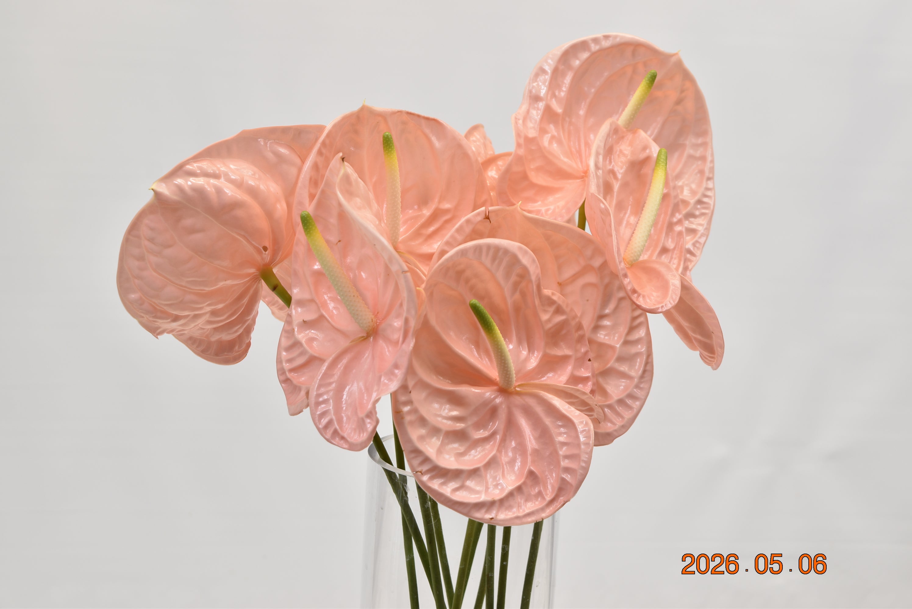Anthurium Kuduro Large