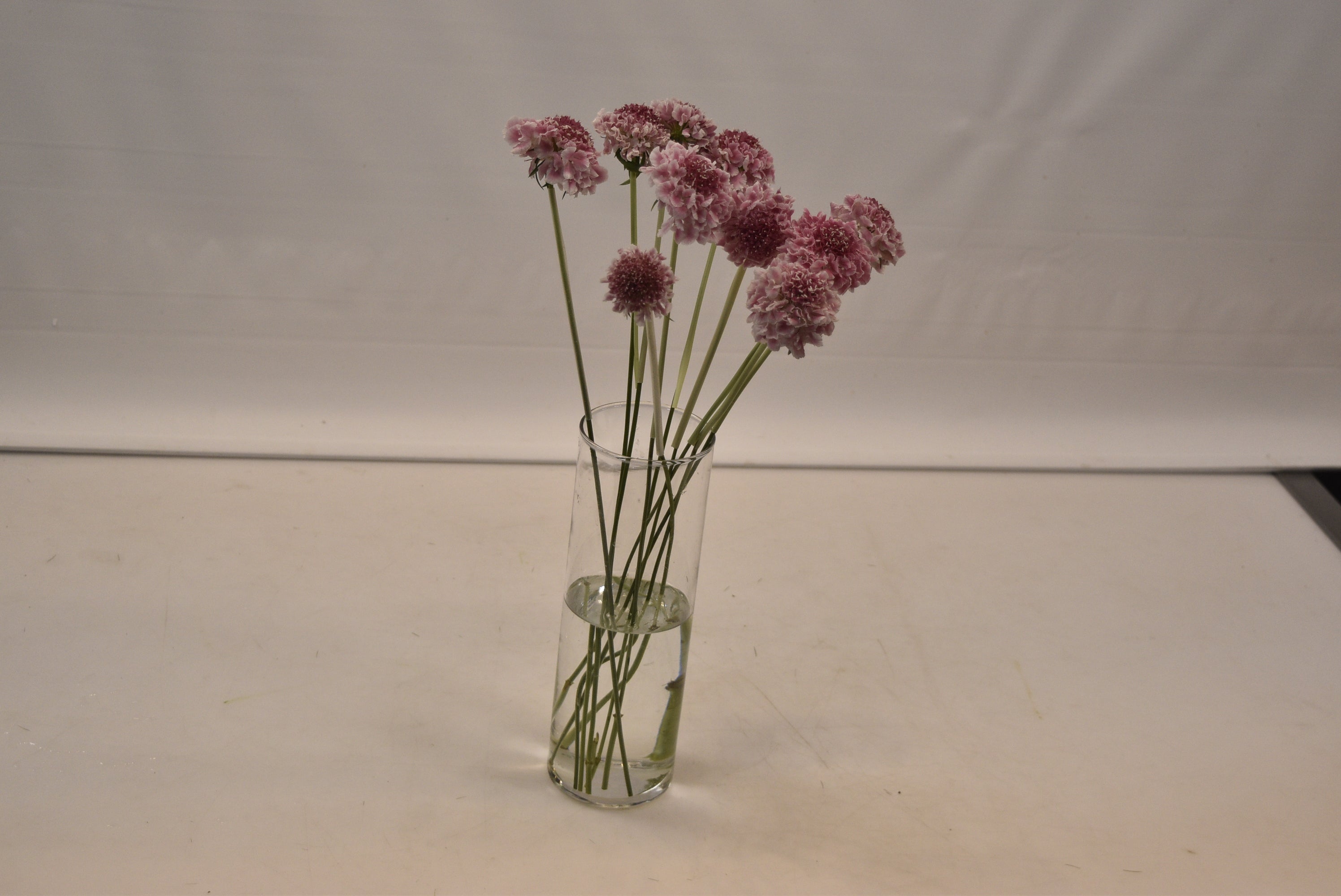 SCABIOSA CANDY SCOOP Large