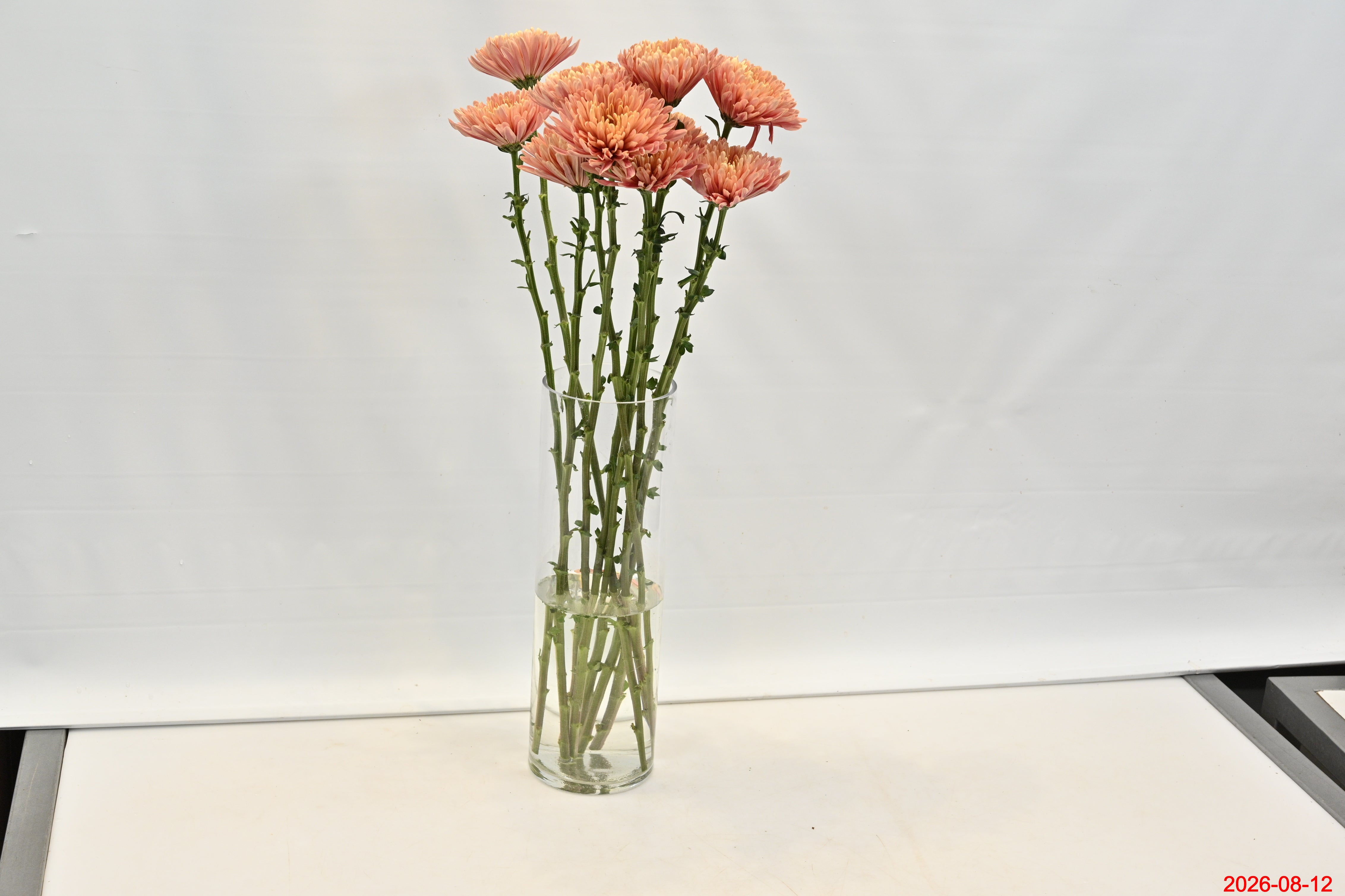 CREMONE SALMON Large