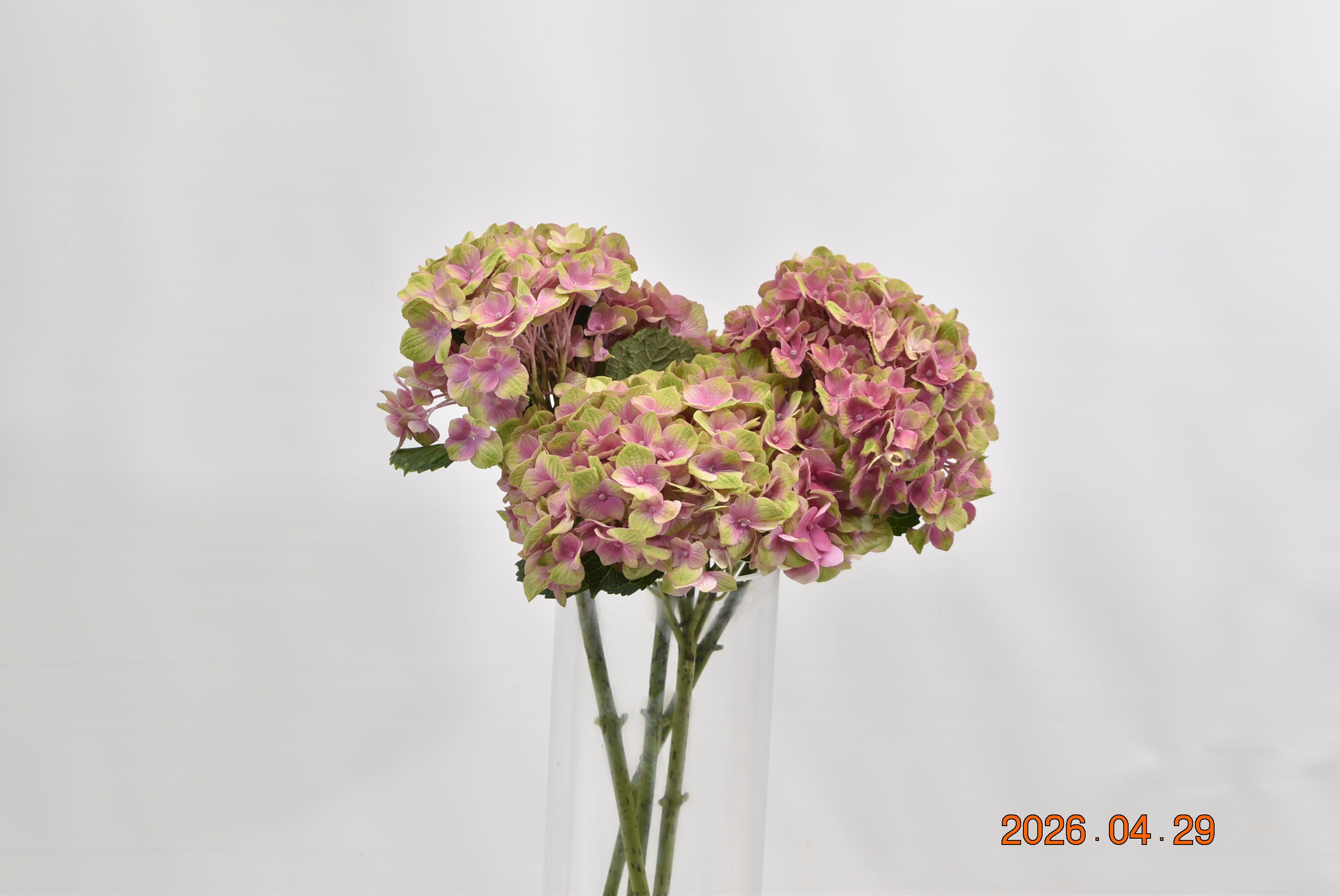 Hydrangea Magical Amethyst Large