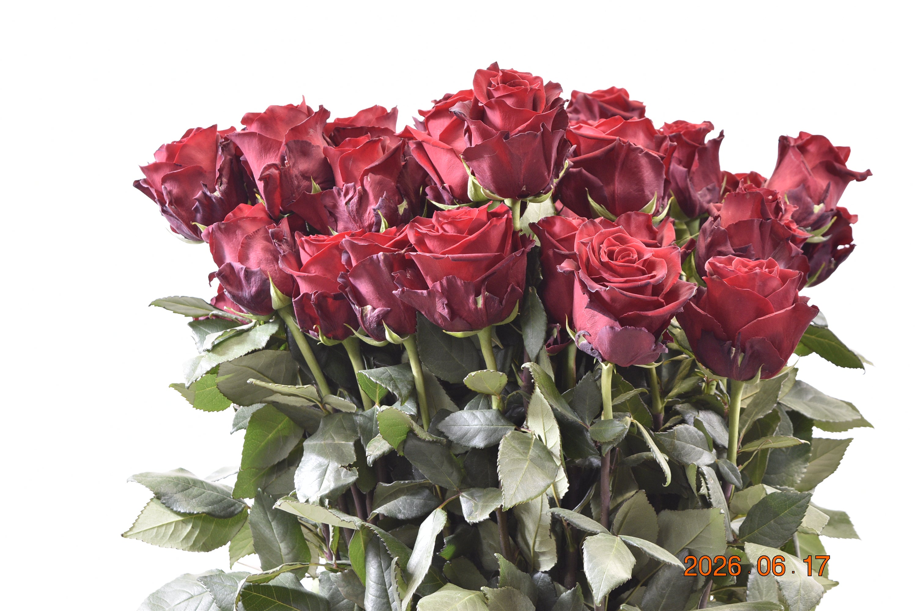 Rose Explorer 100cm Large