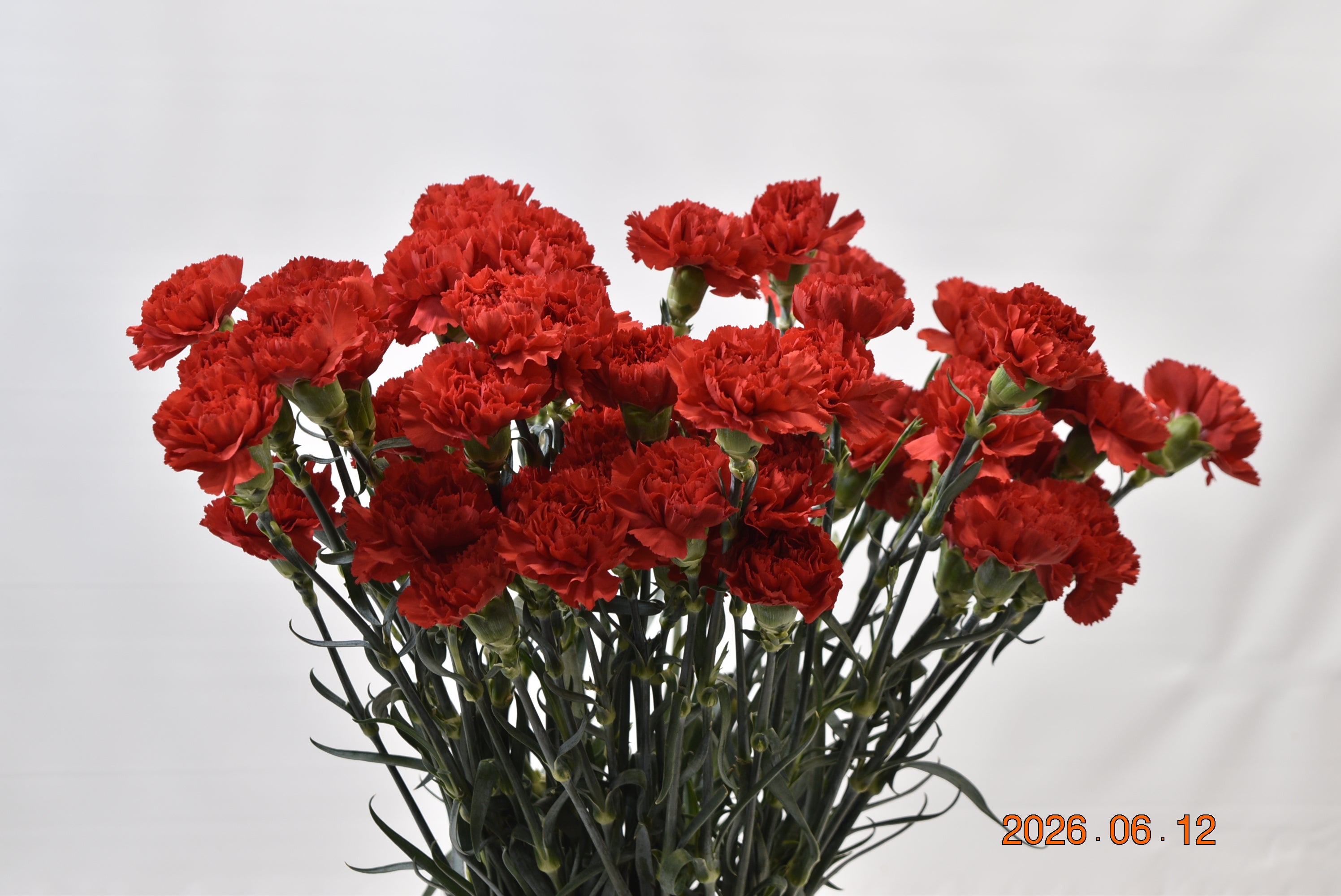 CARNATION DON PEDRO Large