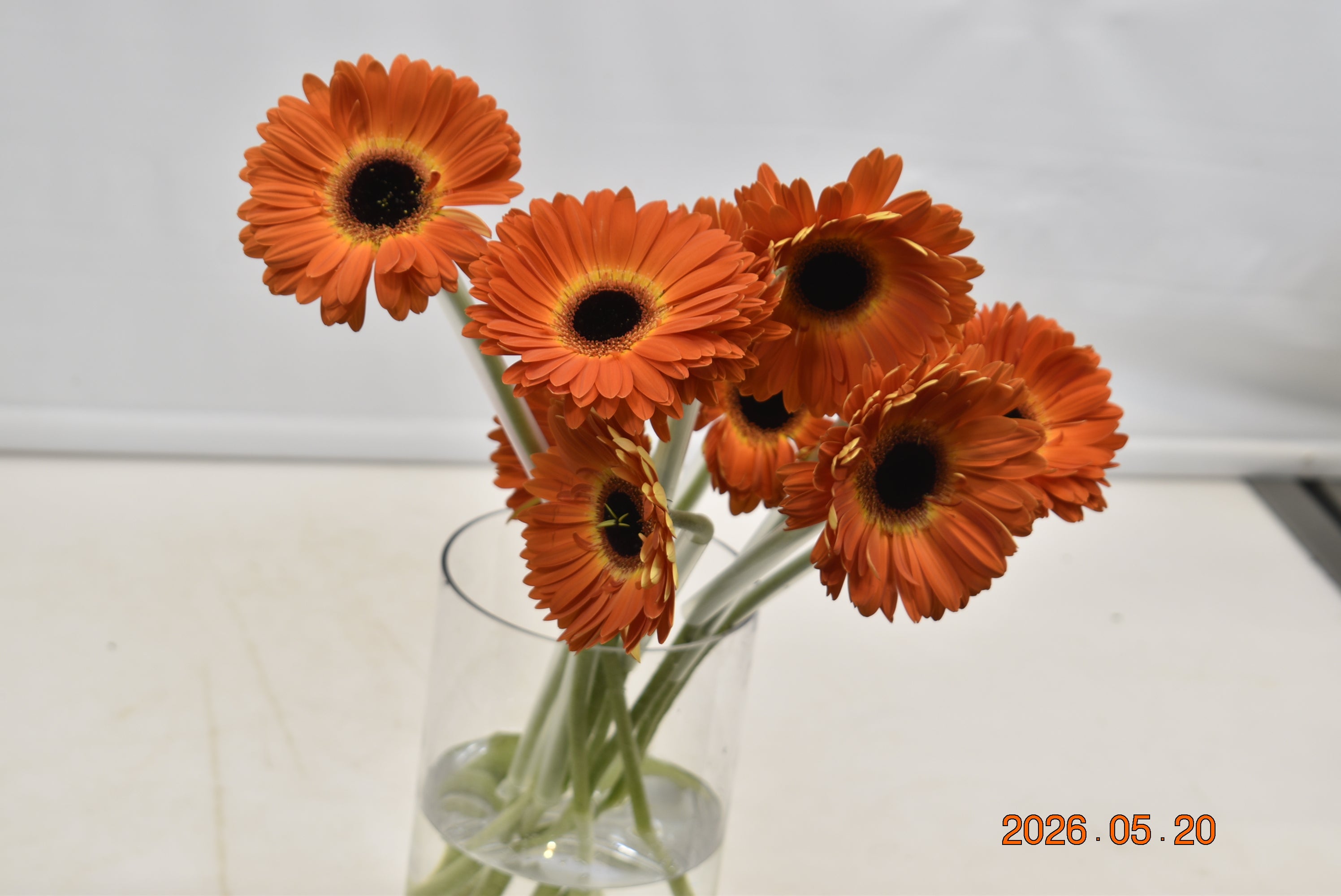 GERBERA MEDINA Large
