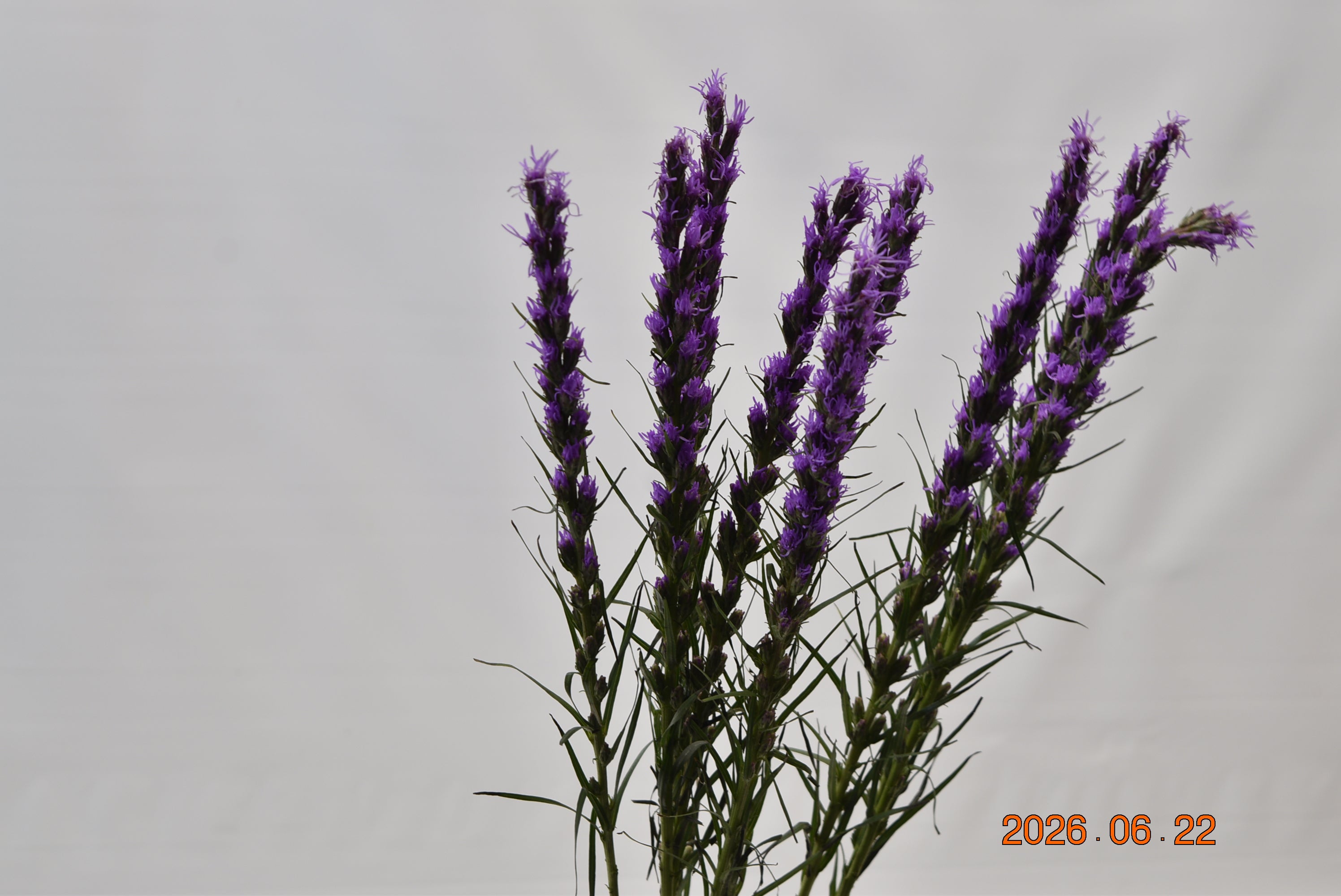 LIATRIS Large