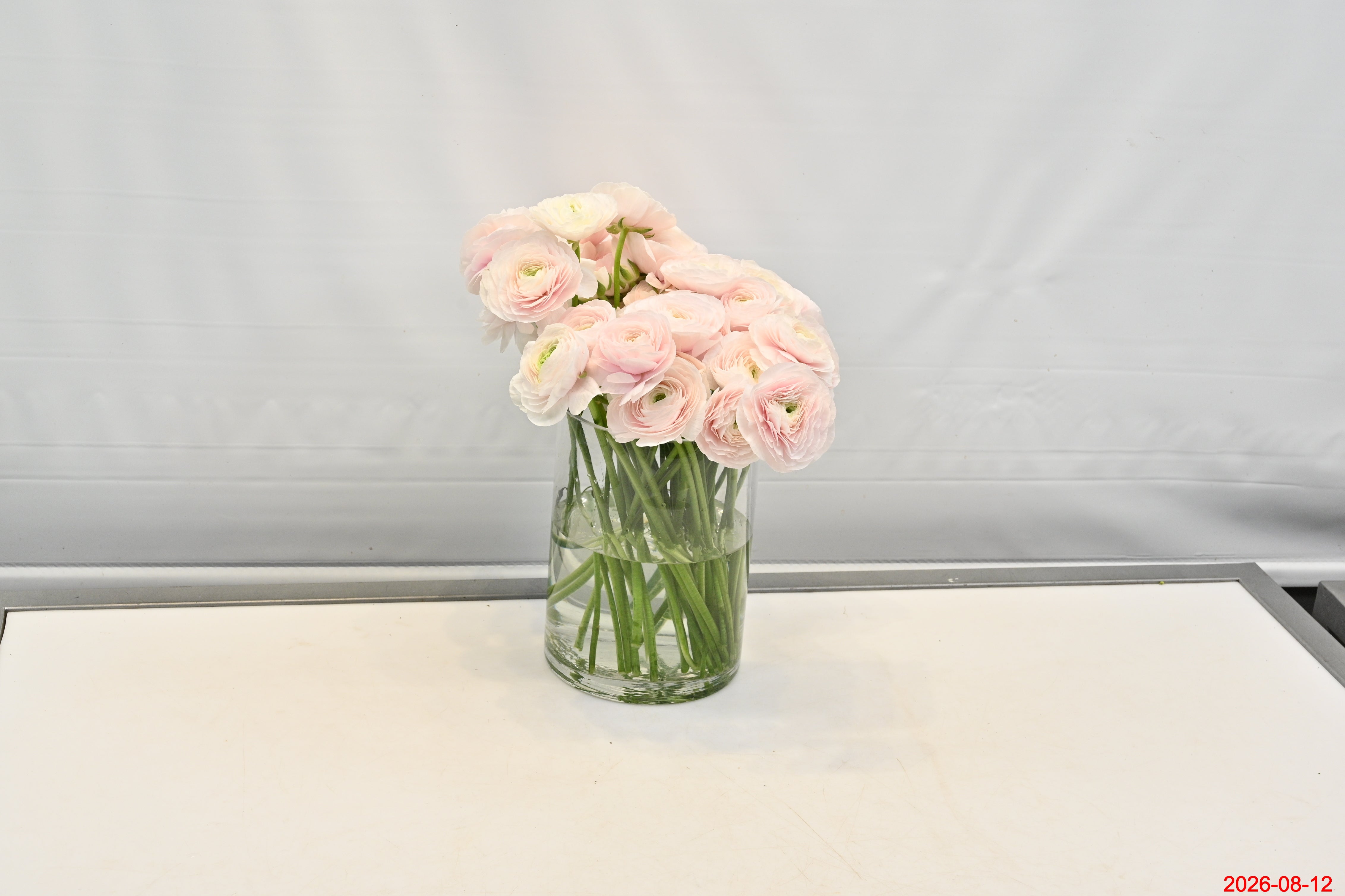 Ranunculus Blush Large