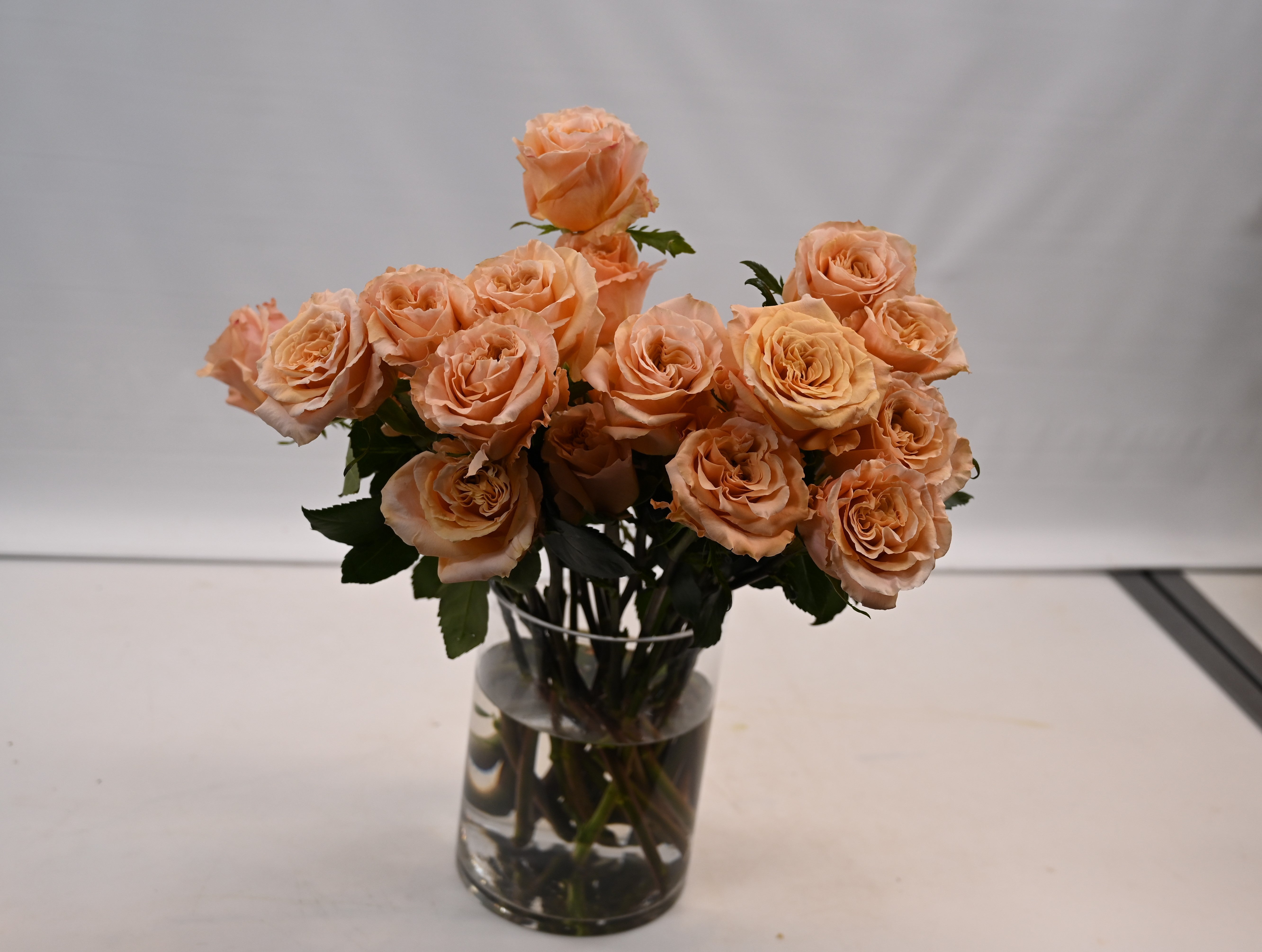 ROSE SHIMMER Large