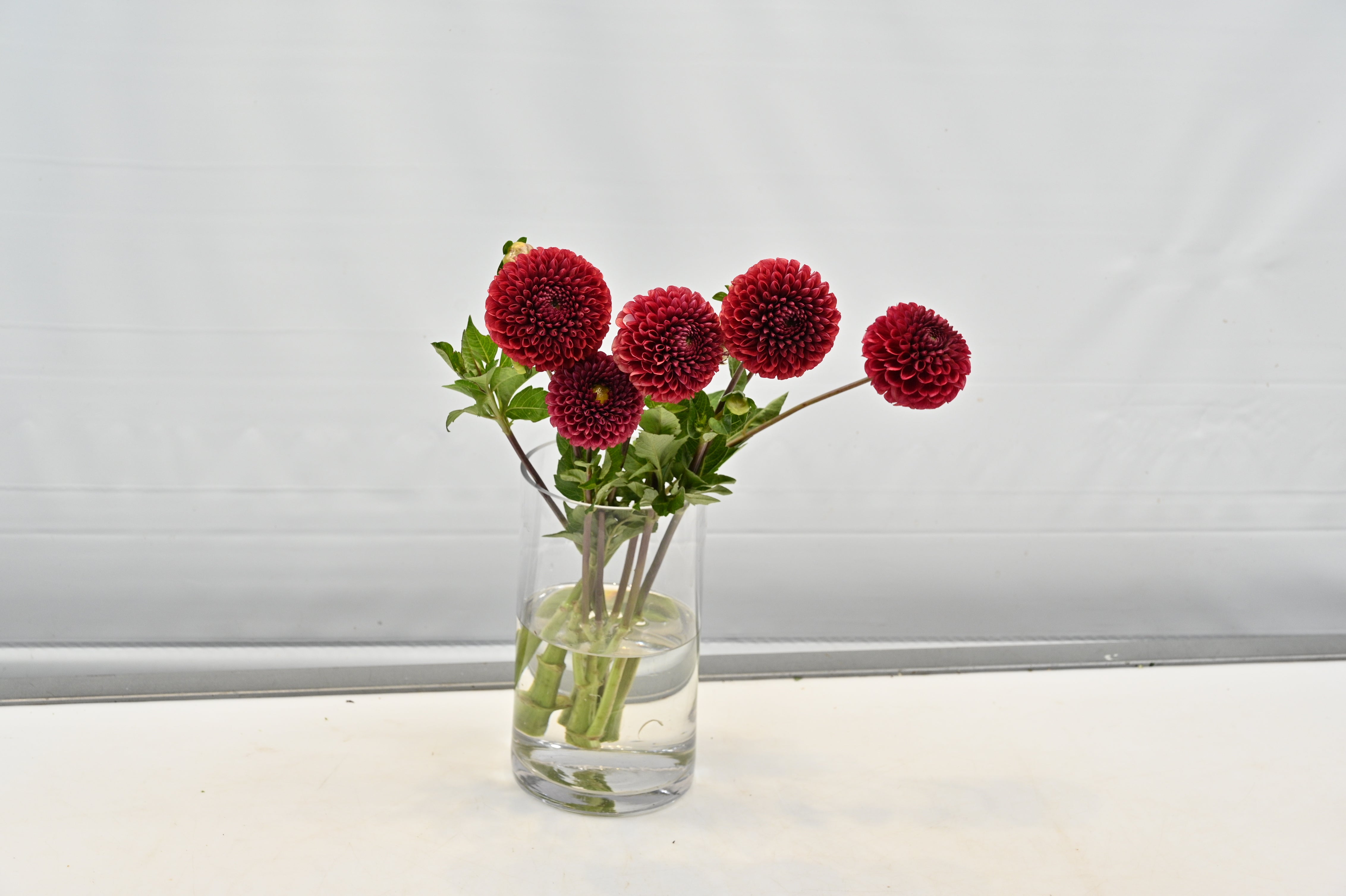 Dahlia Copper Boy Large