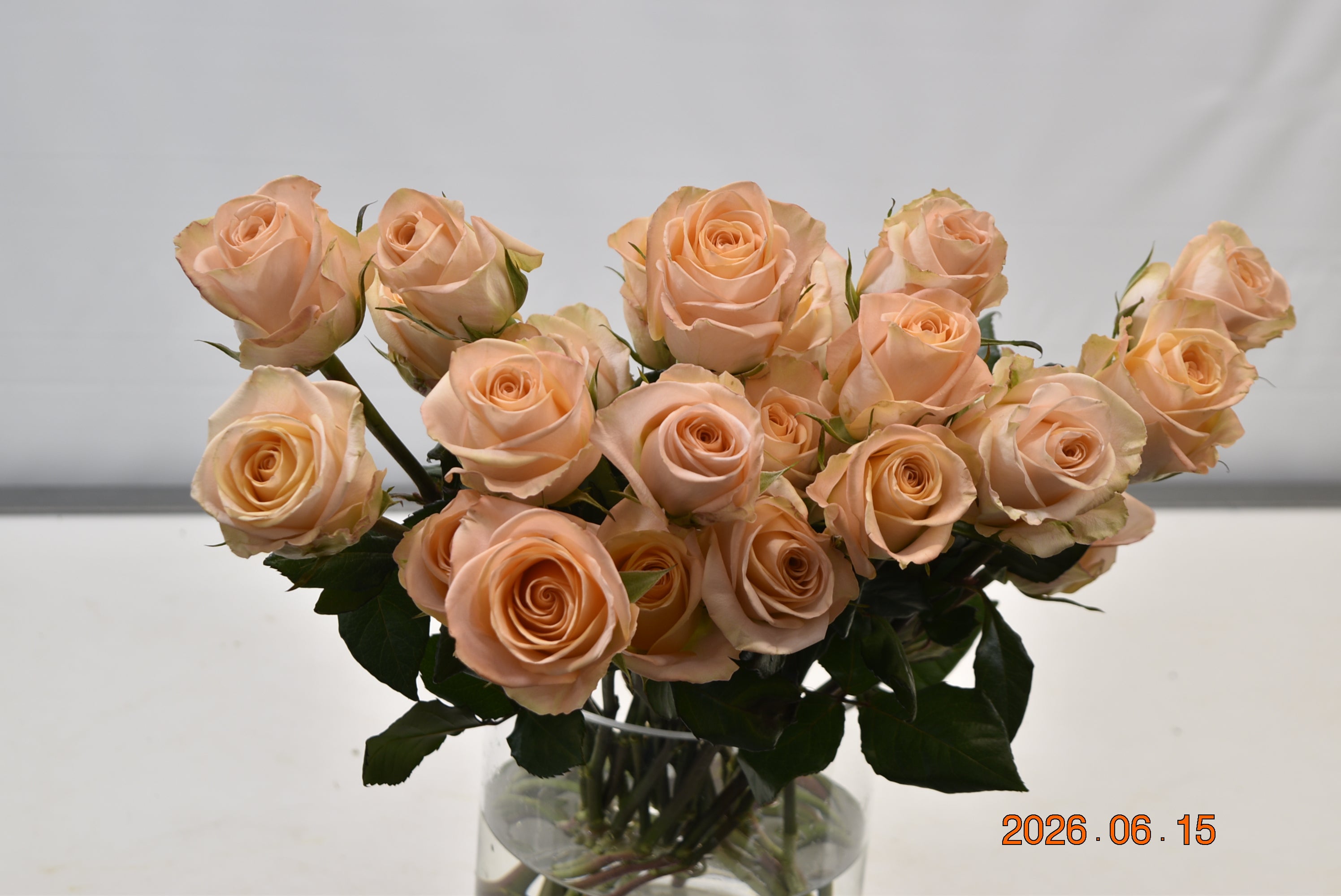 ROSE TIFFANY Large