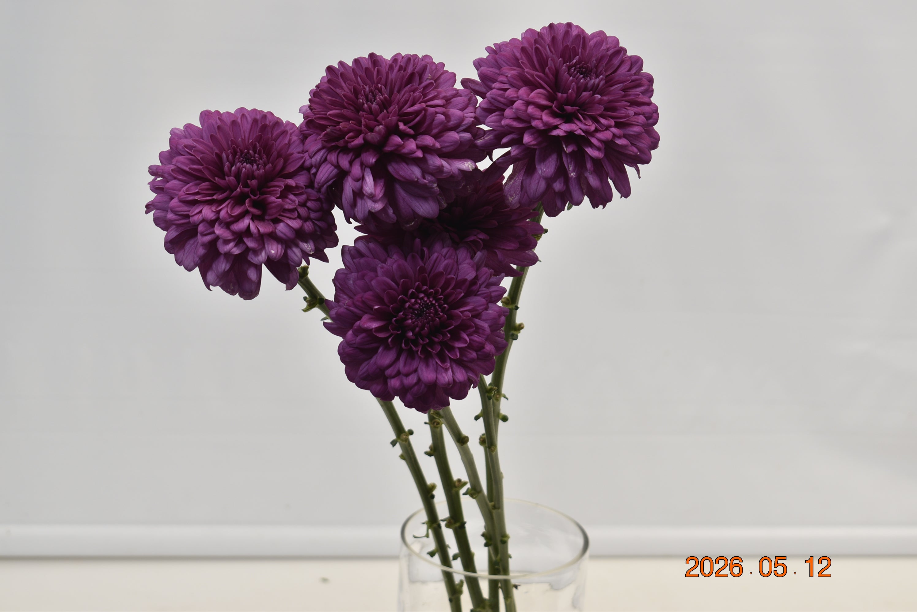 CREMONE PURPLE Large