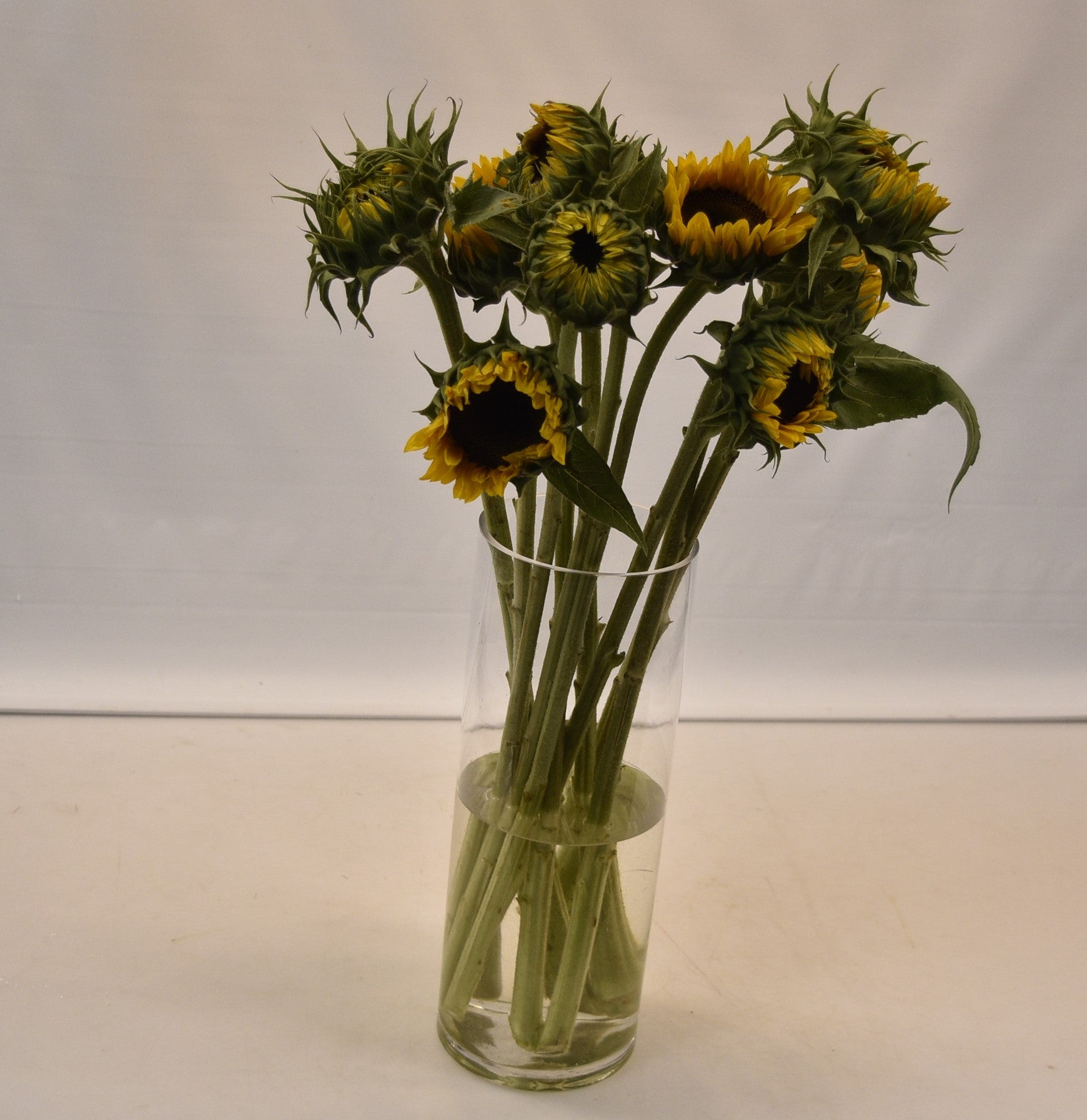 SUNFLOWER ASSORTED Large