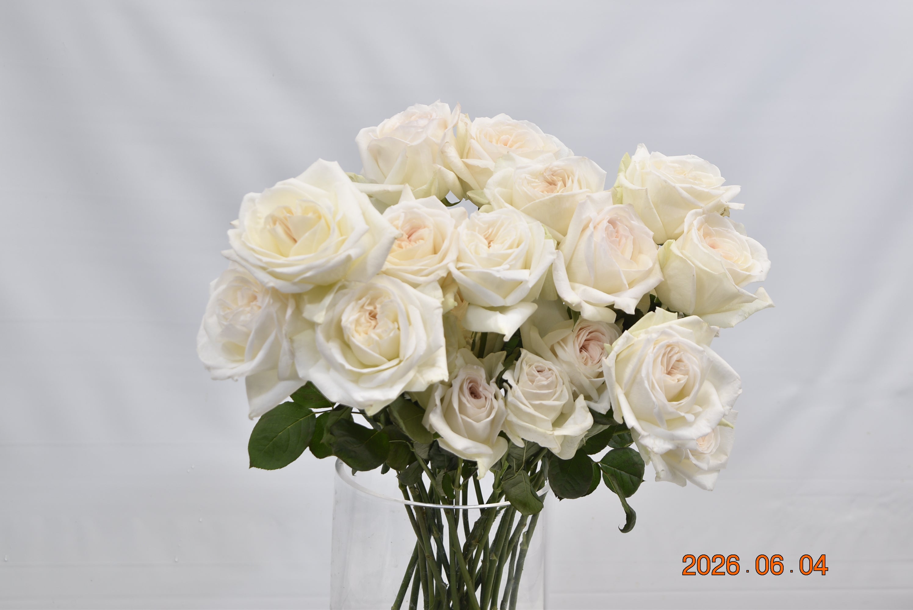 ROSE GARDEN WHITE O' HARA Large