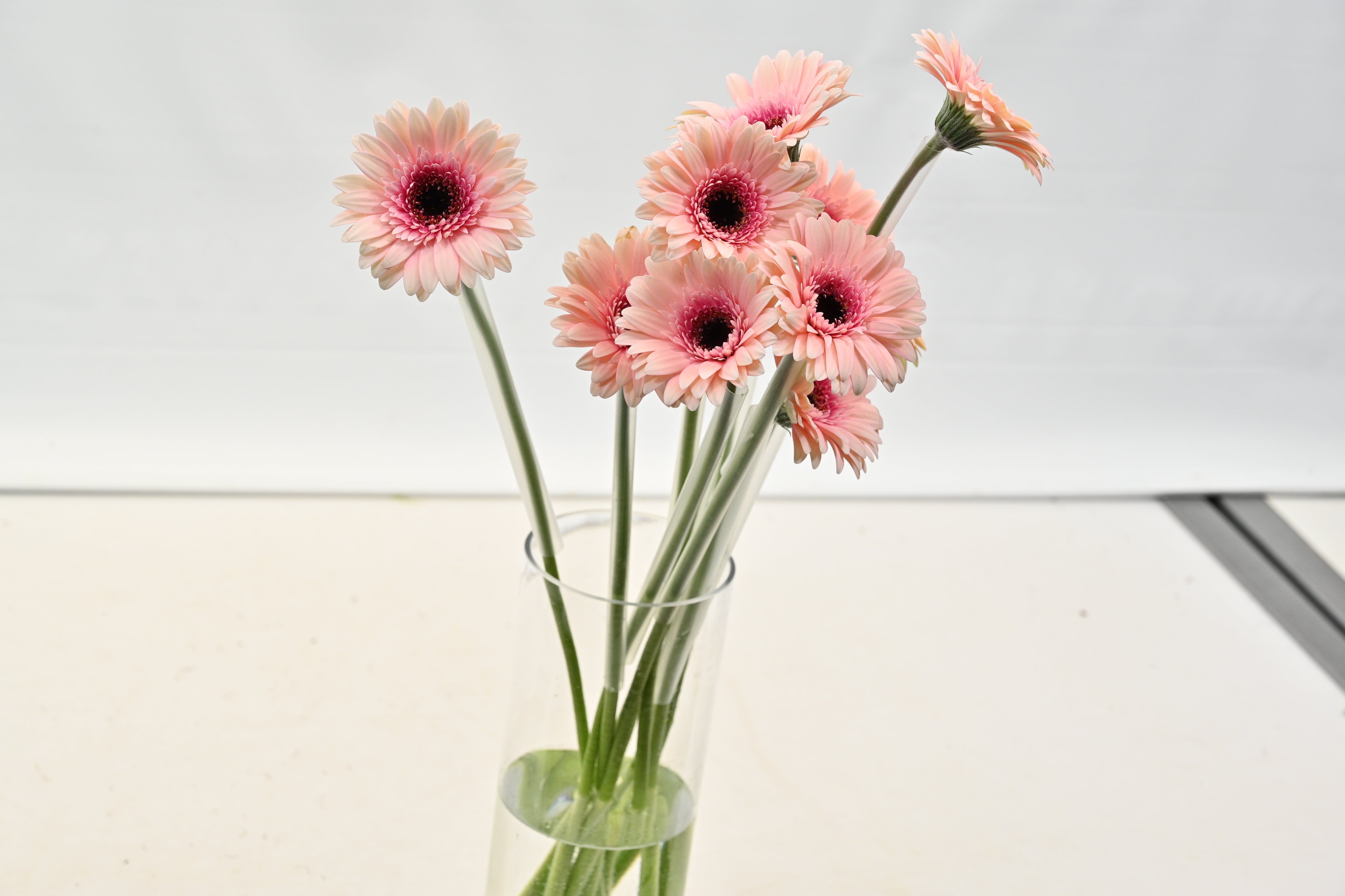 GERBERA PRADA Large