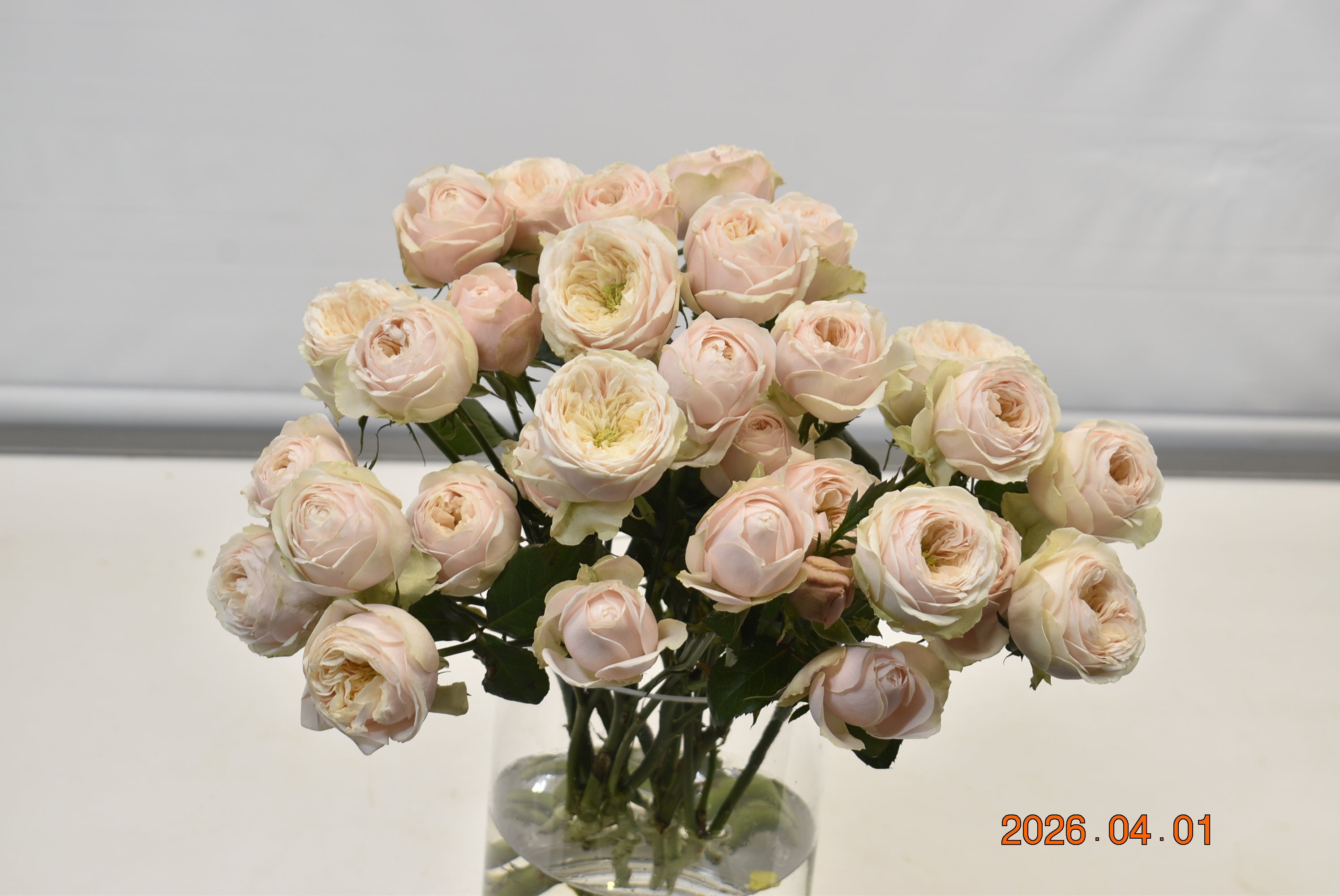 Rose Darlington Large