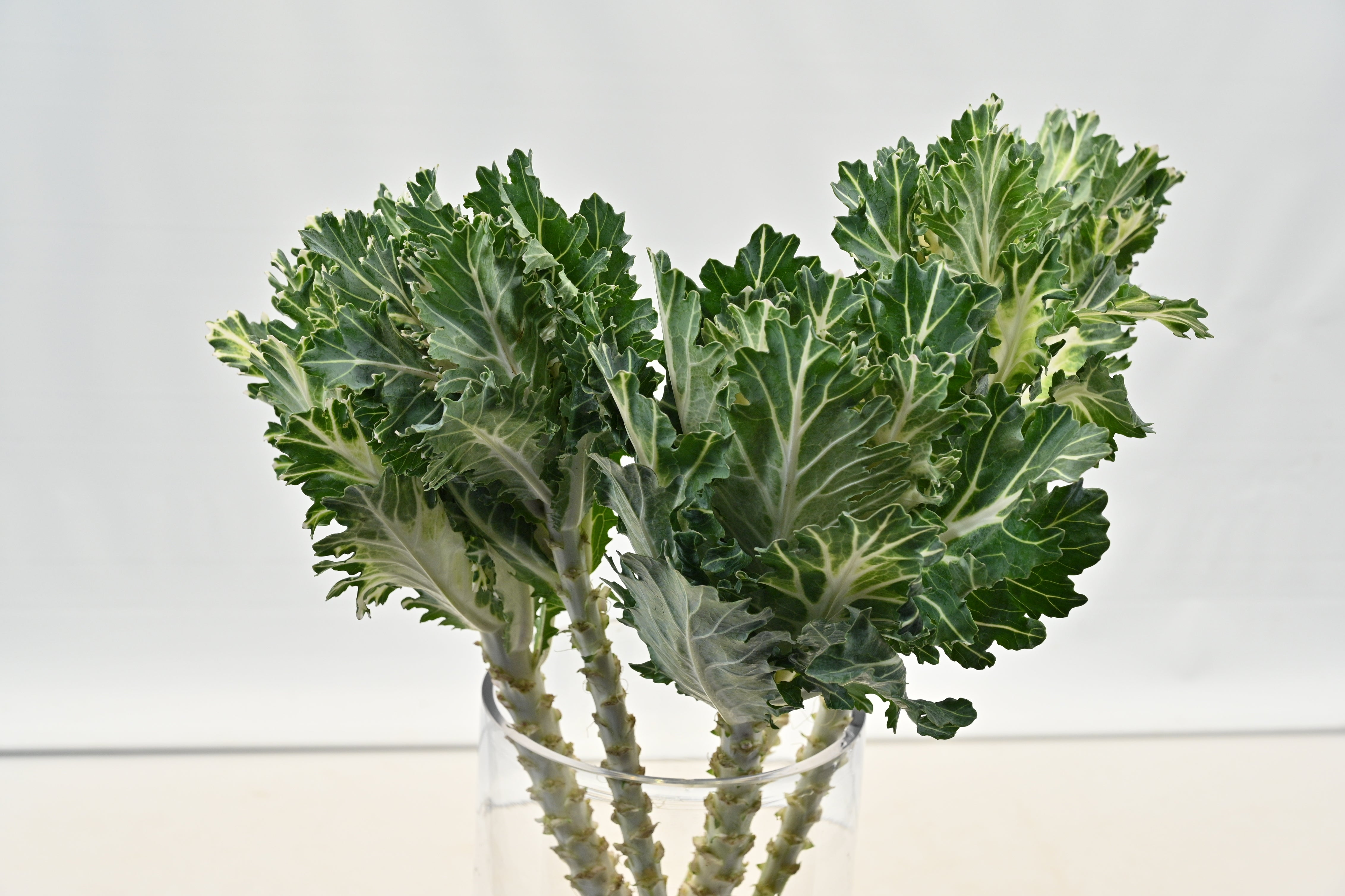 Kale Green Curly Large