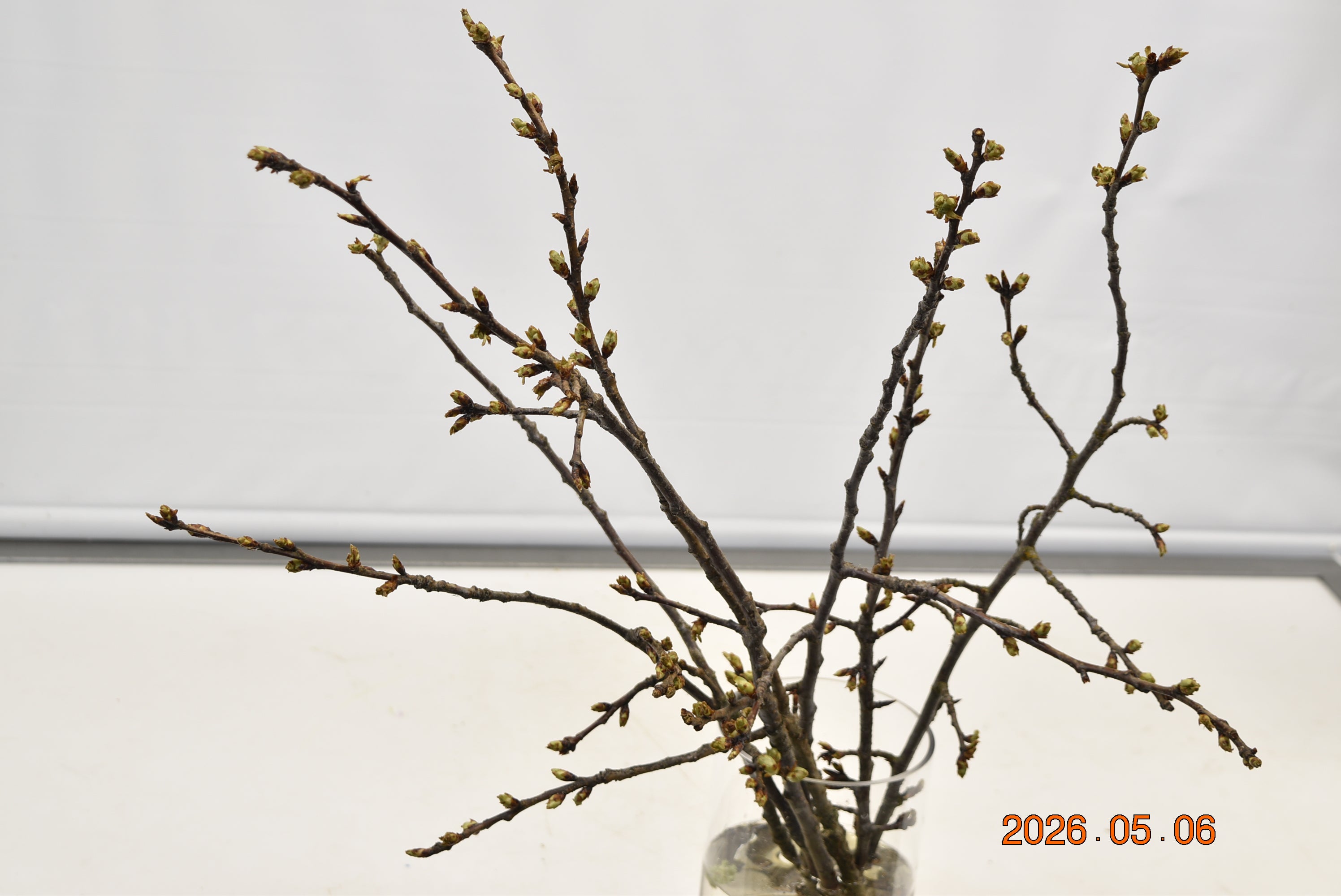 Cherry Blossom Branches Pink 3-4FT Large