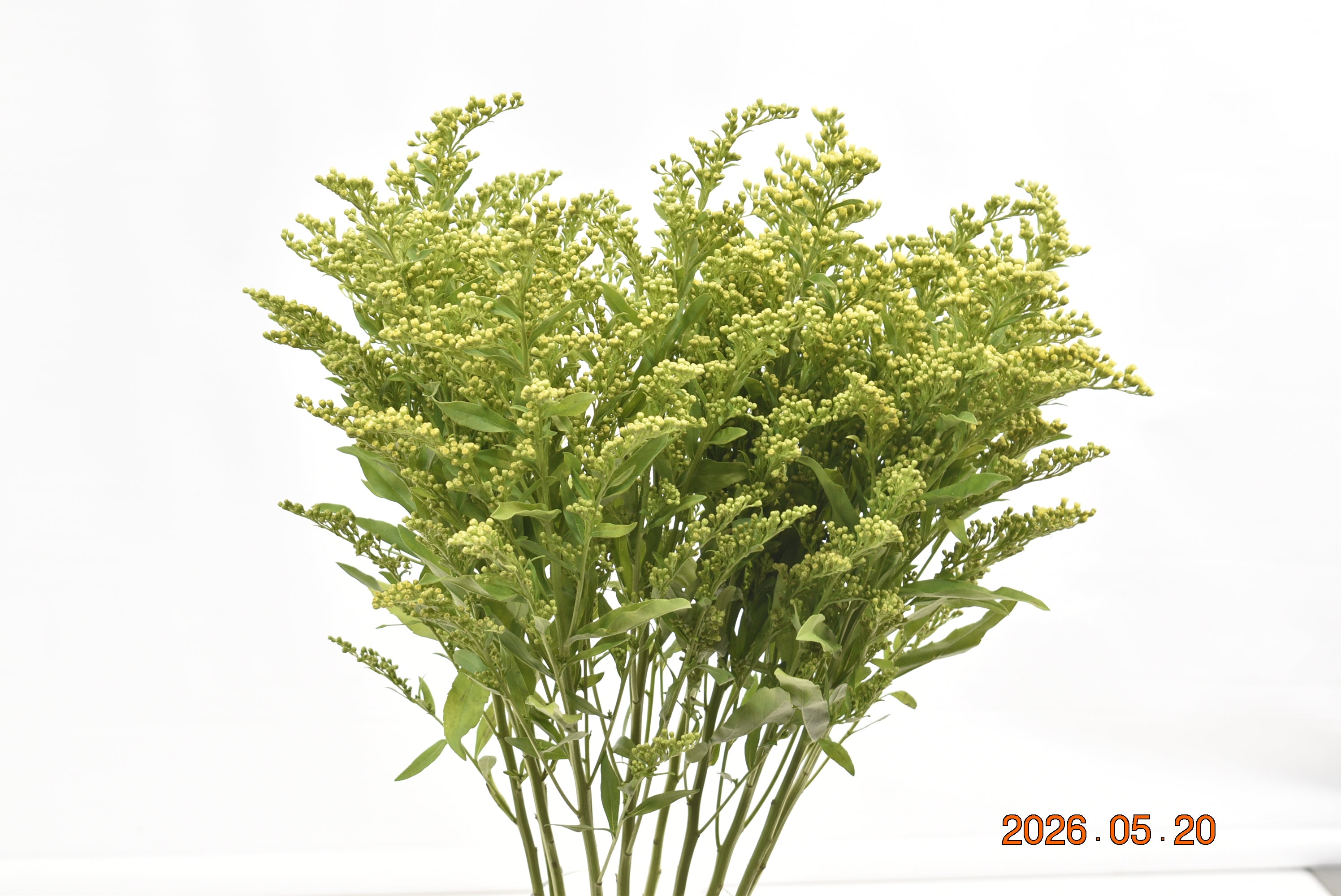 SOLIDAGO Large