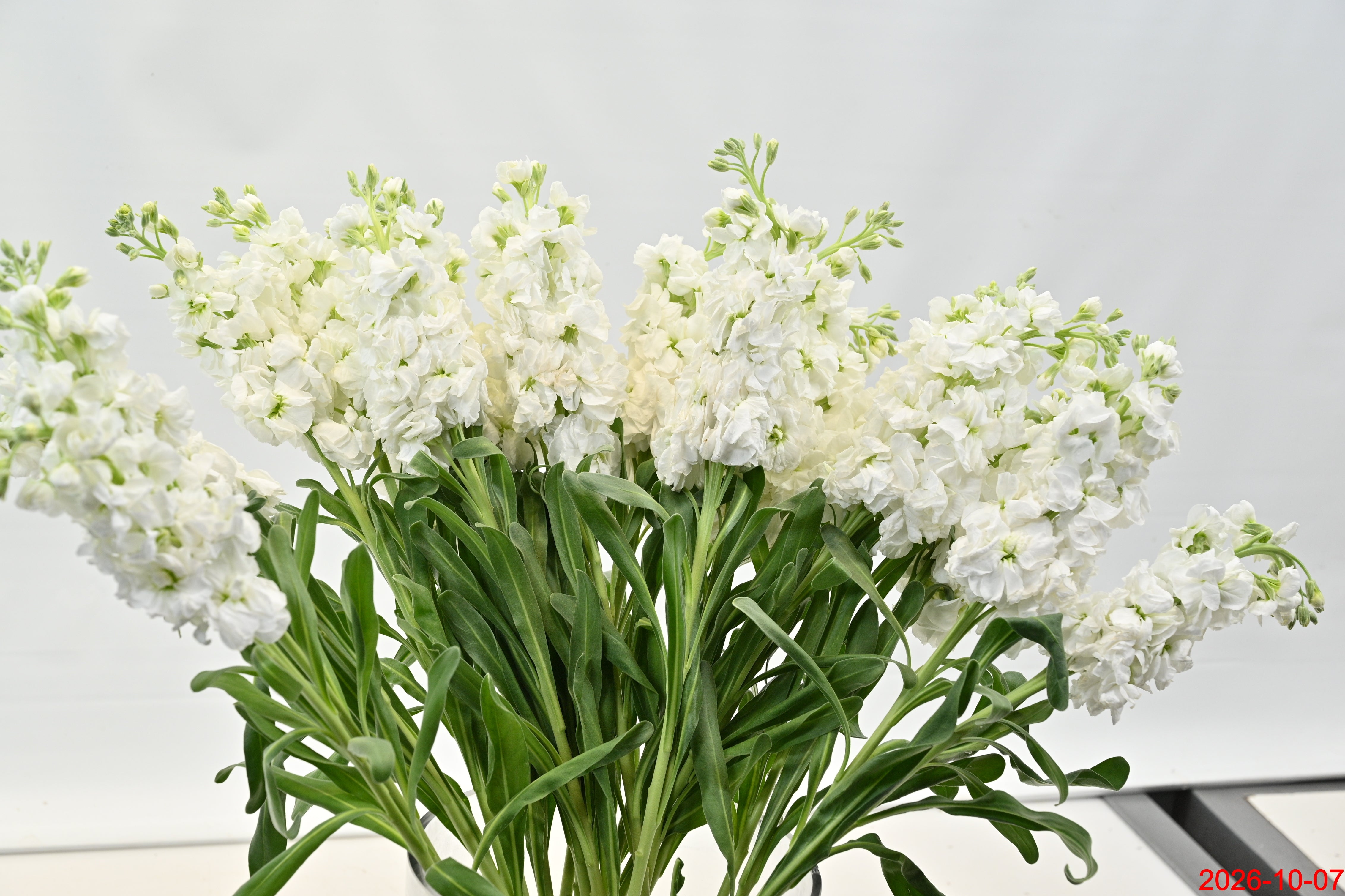 STOCK WHITE Large