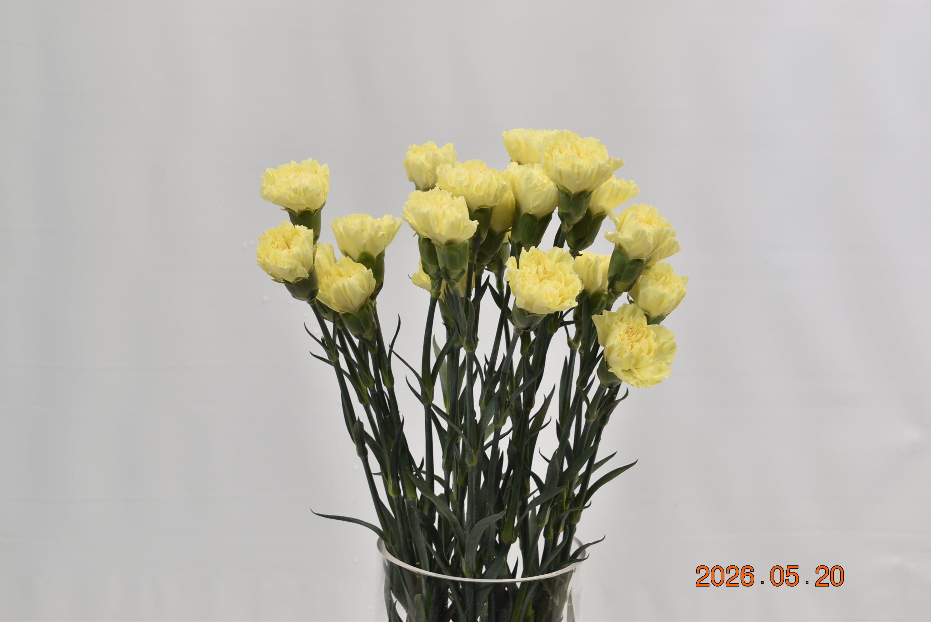 CARNATION HERMES Large