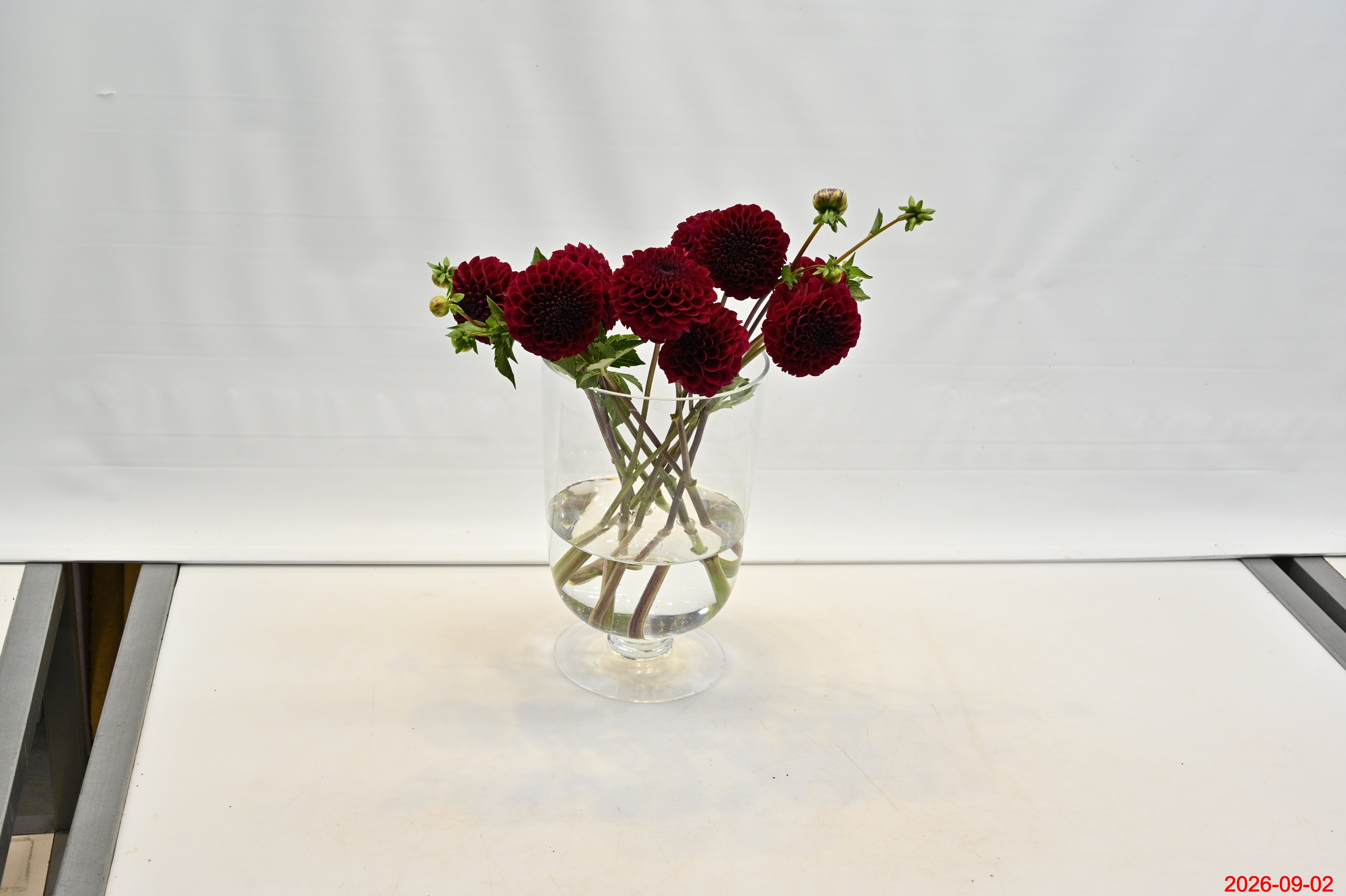 DAHLIA BURGUNDY Large