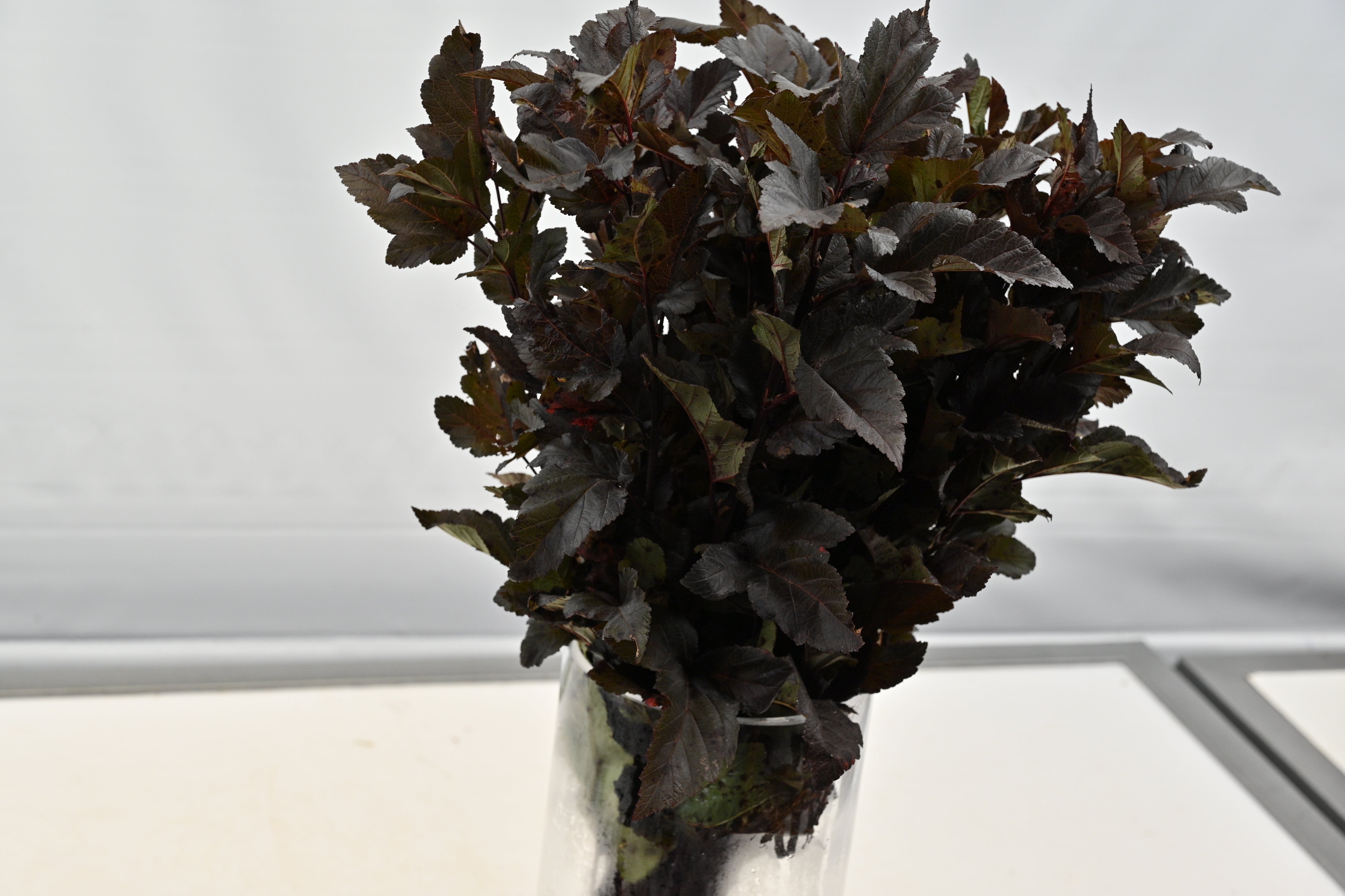Physocarpus Large